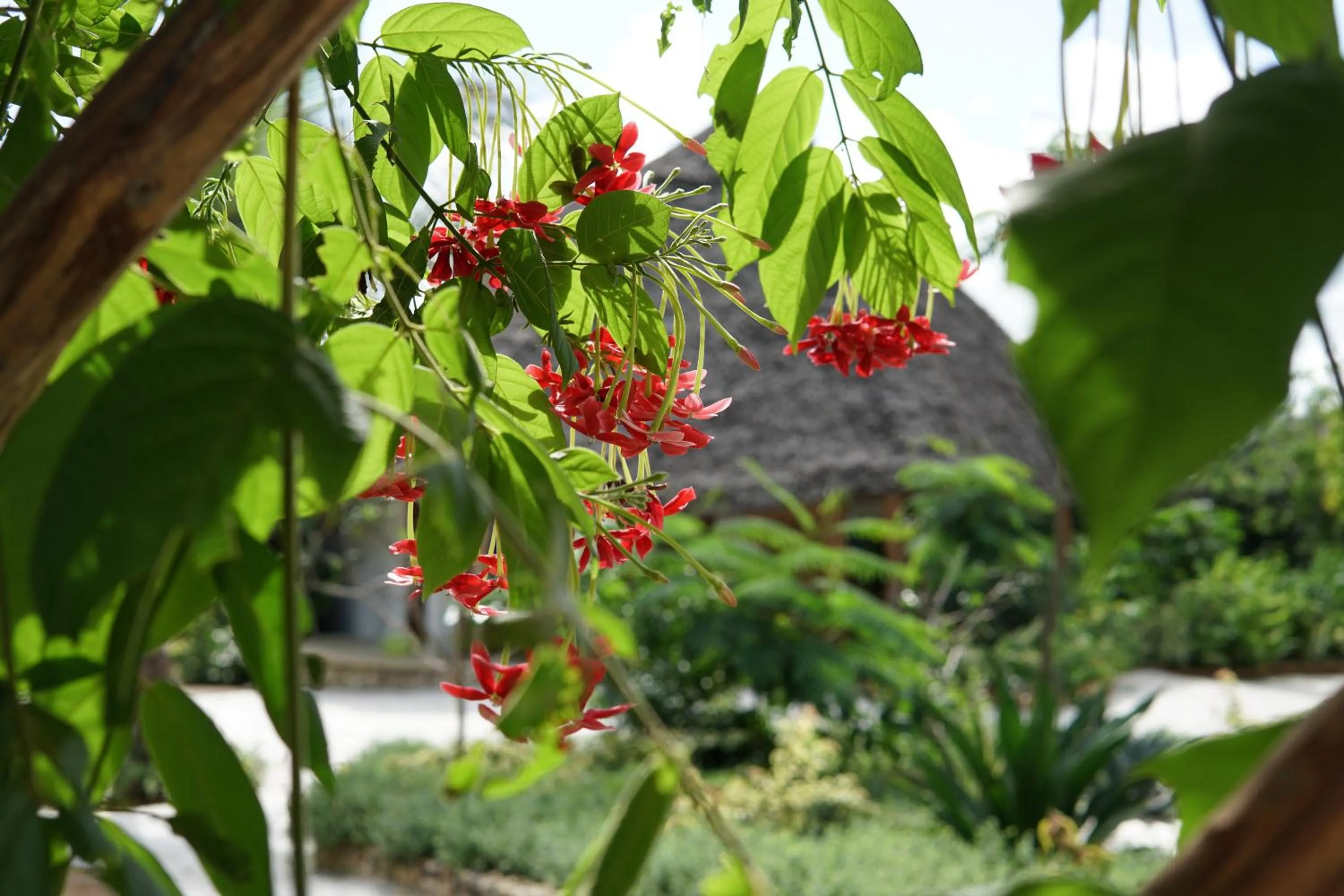 Garden in Marafiki Bungalows