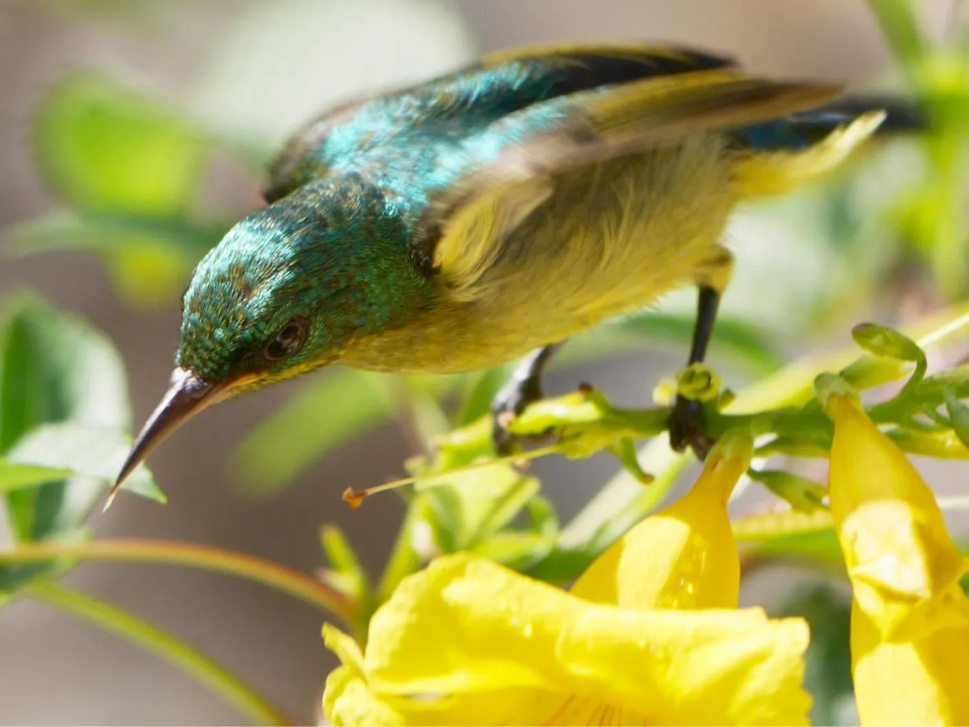 Garden in Marafiki Bungalows