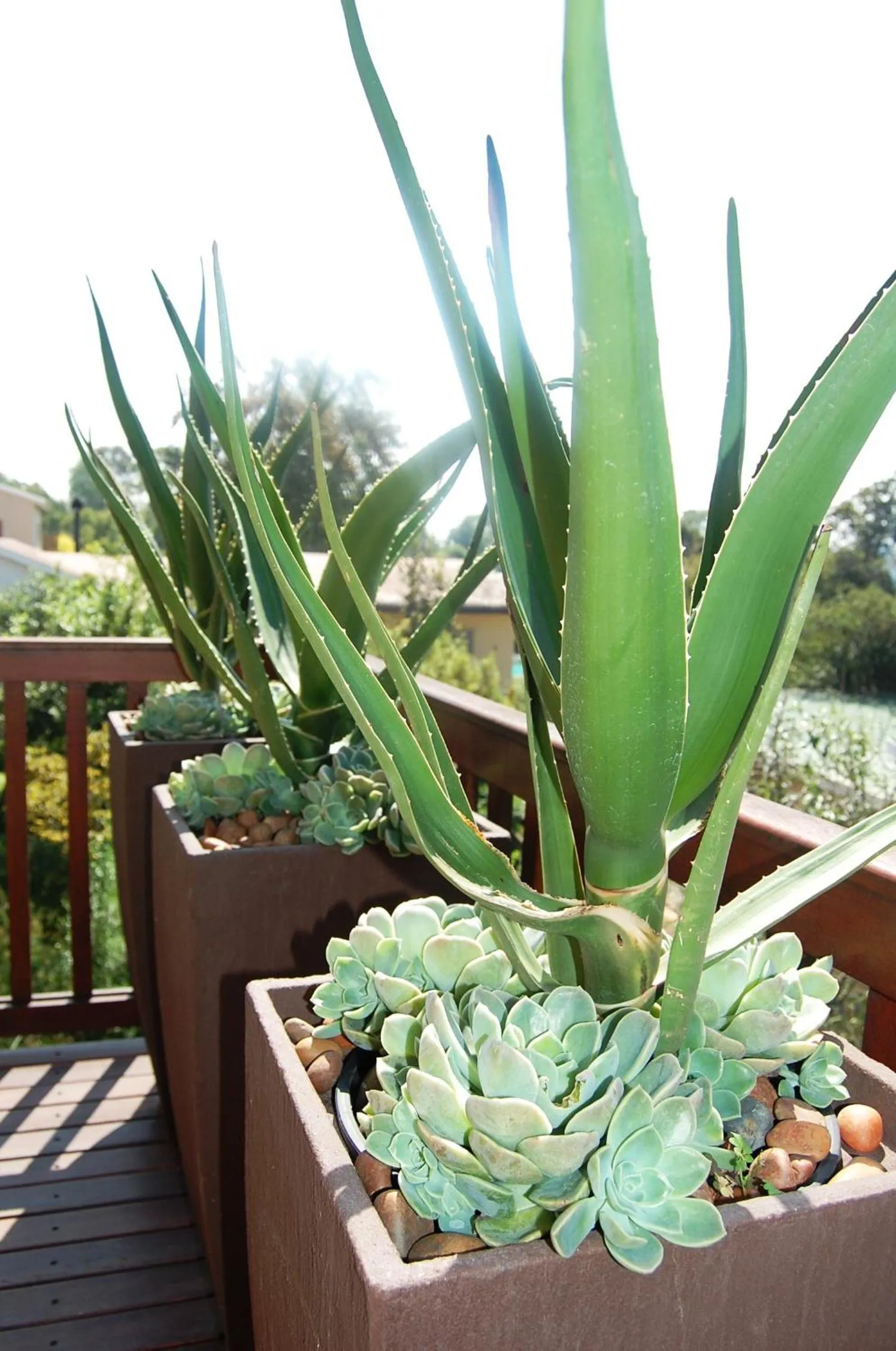 Garden view in Rivonia Premier Lodge