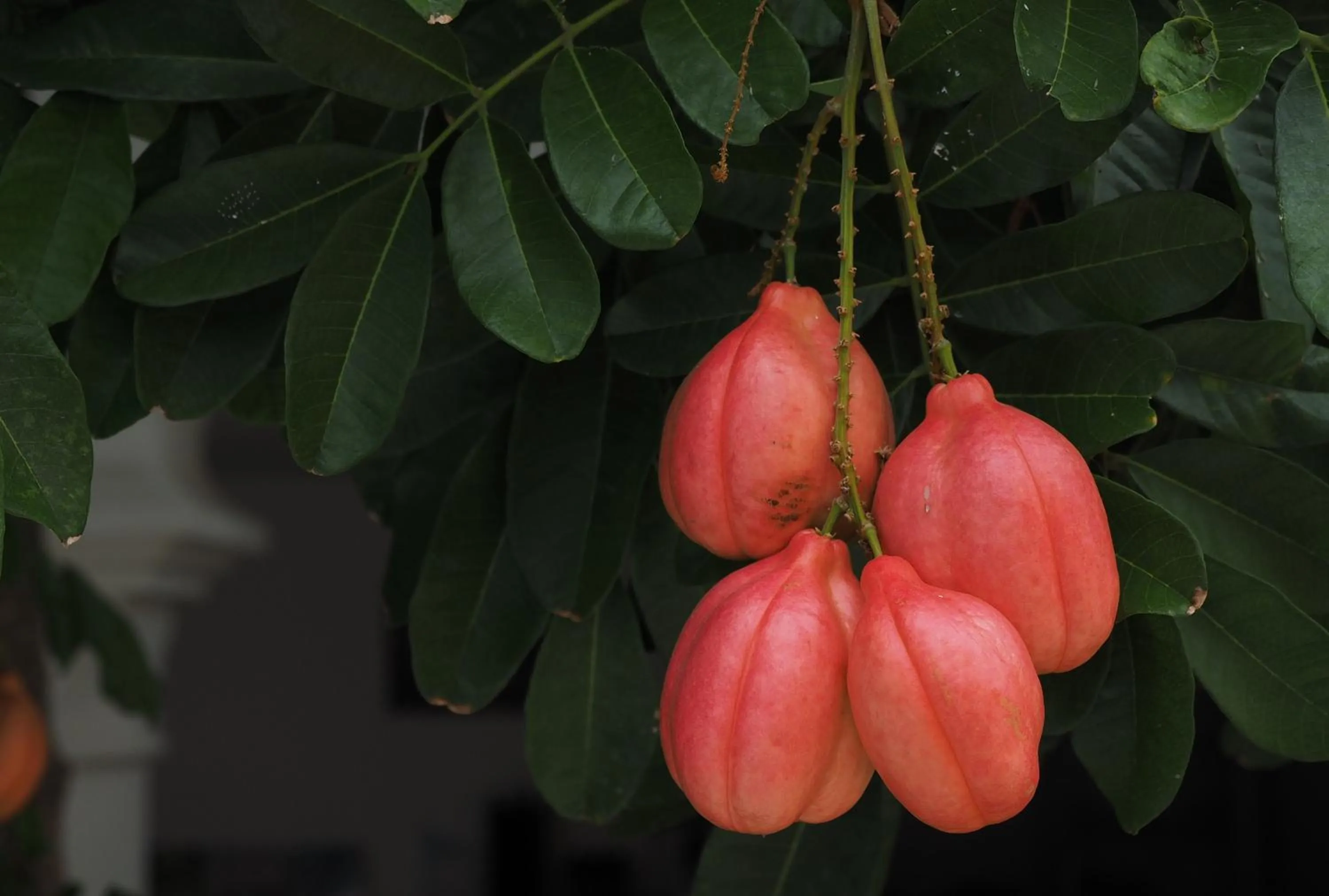 Garden in Hotel Casa Cytia
