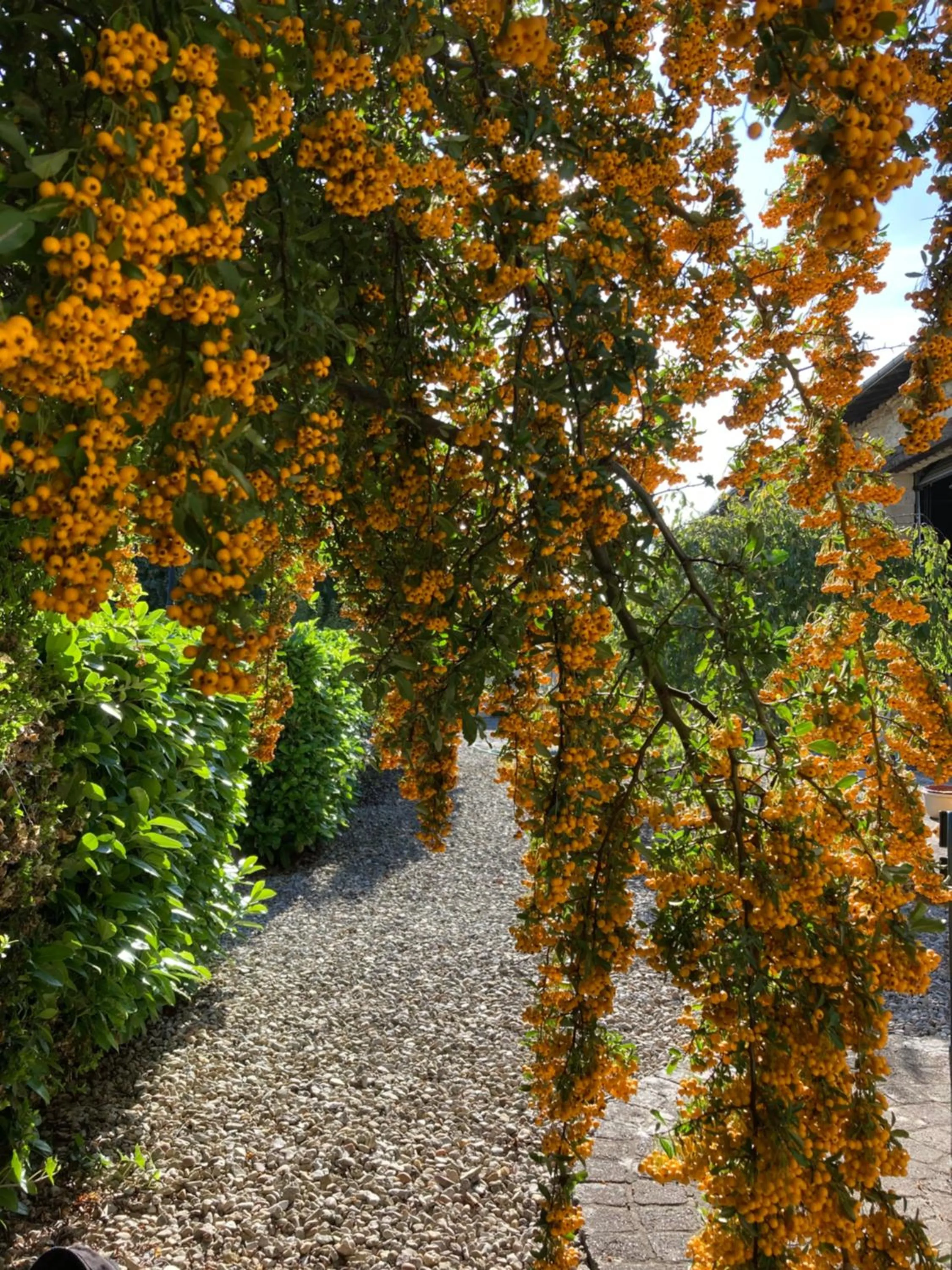 Garden in Maison Les Beaux Arts