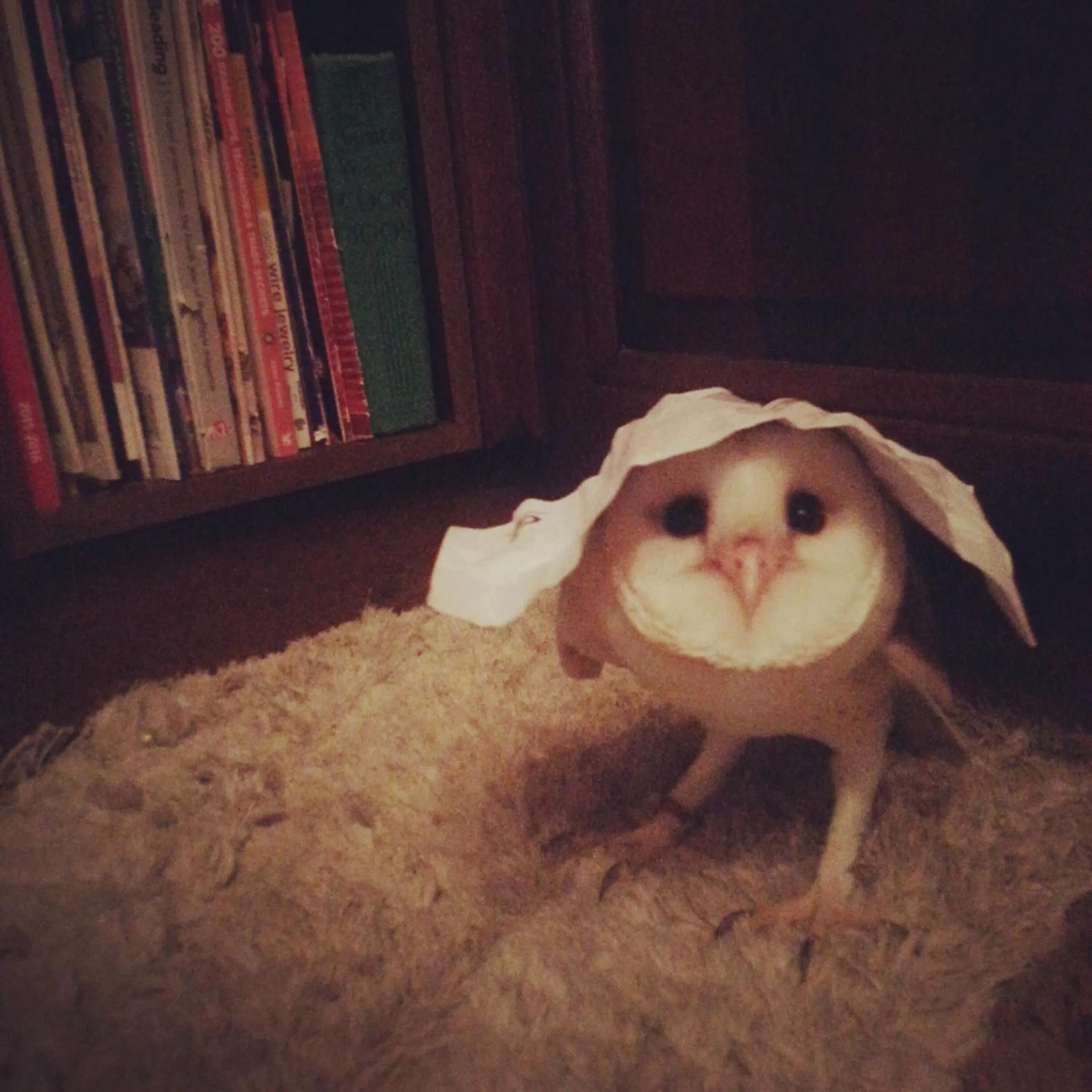 Pets in Sunshine Court