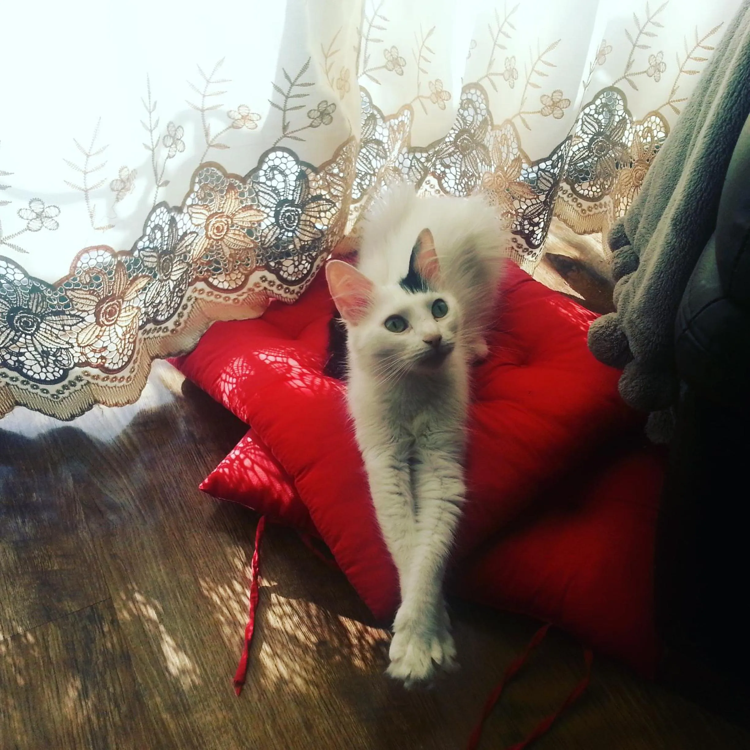 Pets in Sunshine Court