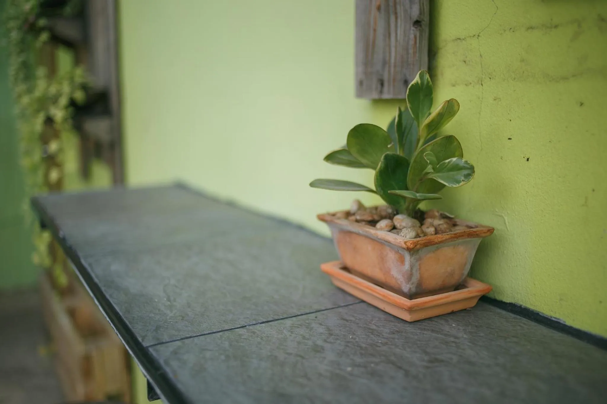 Garden in Malai Place Lampang