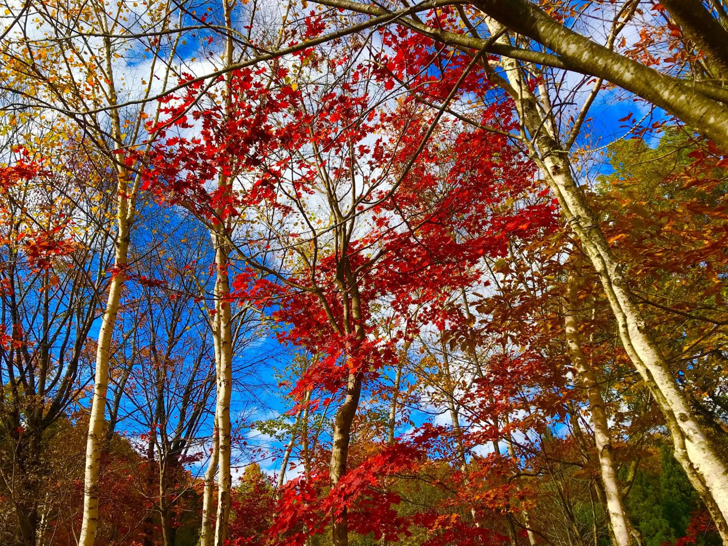 Natural landscape in Hakuba Canadian Lodge