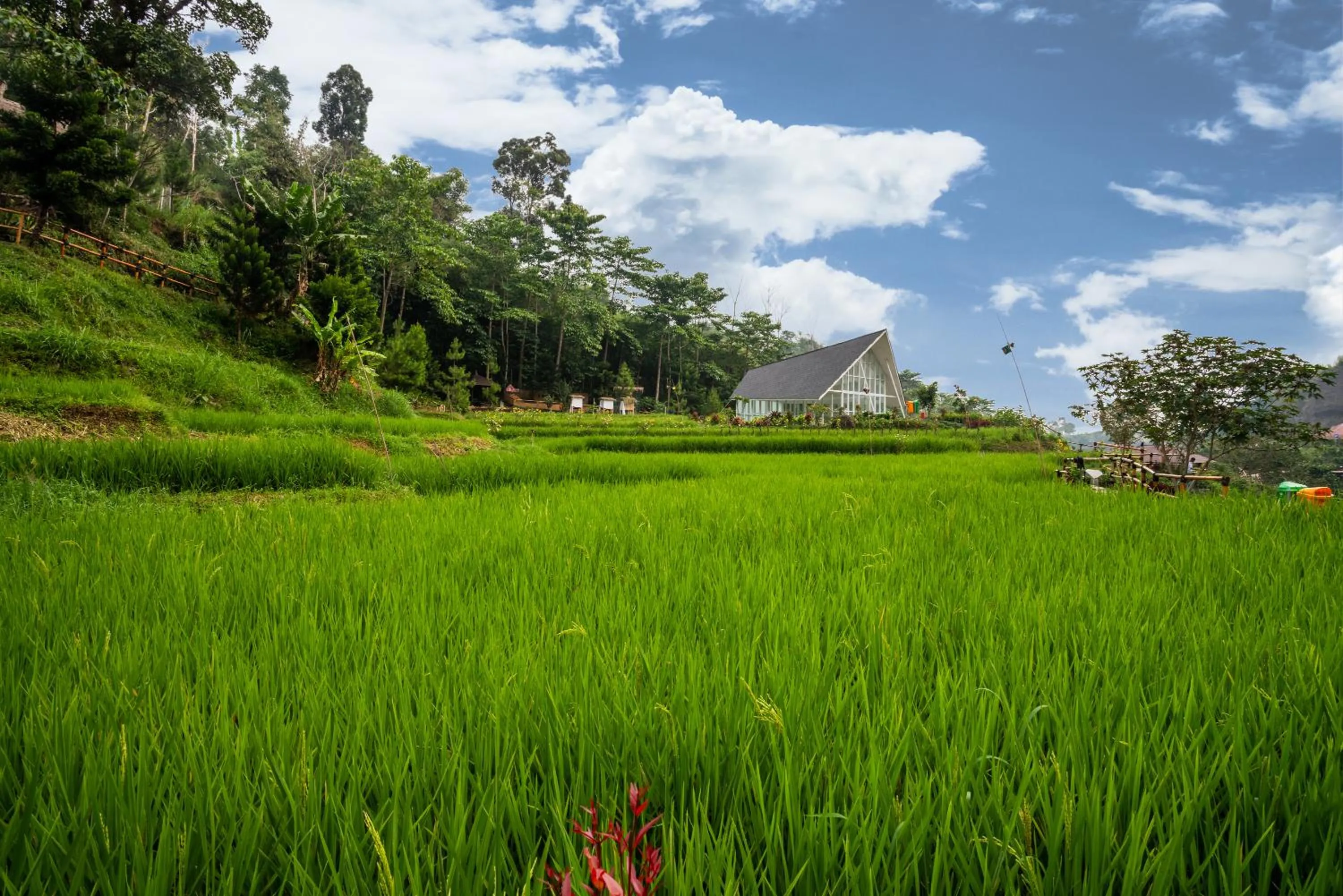 Natural landscape in Le Eminence Puncak Hotel Convention & Resort