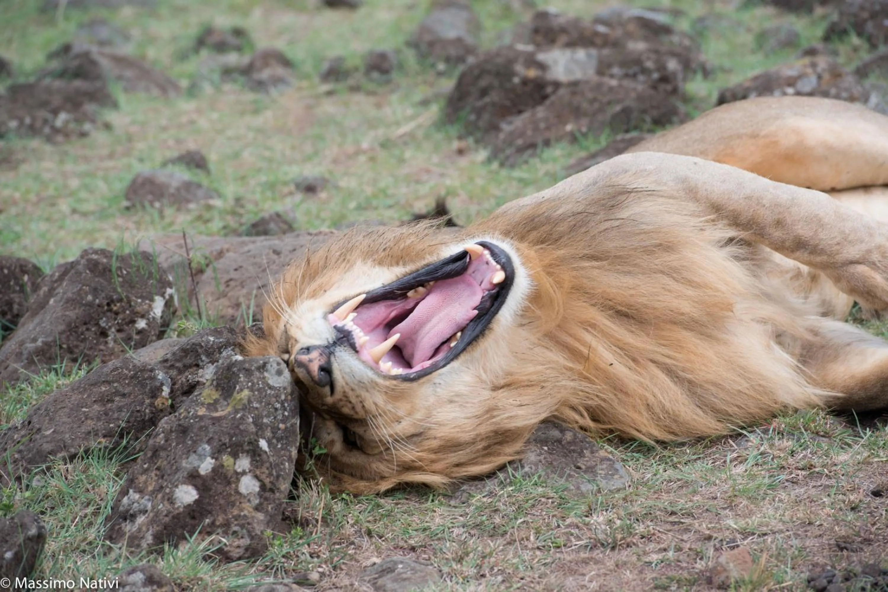 Property building in Rafiki Village