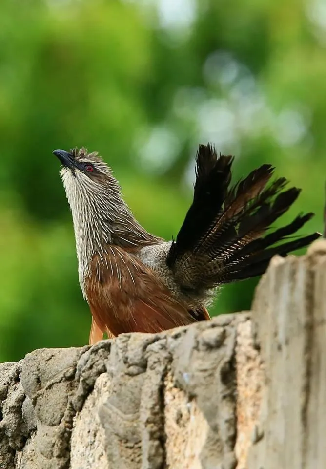 Animals in Rafiki Village
