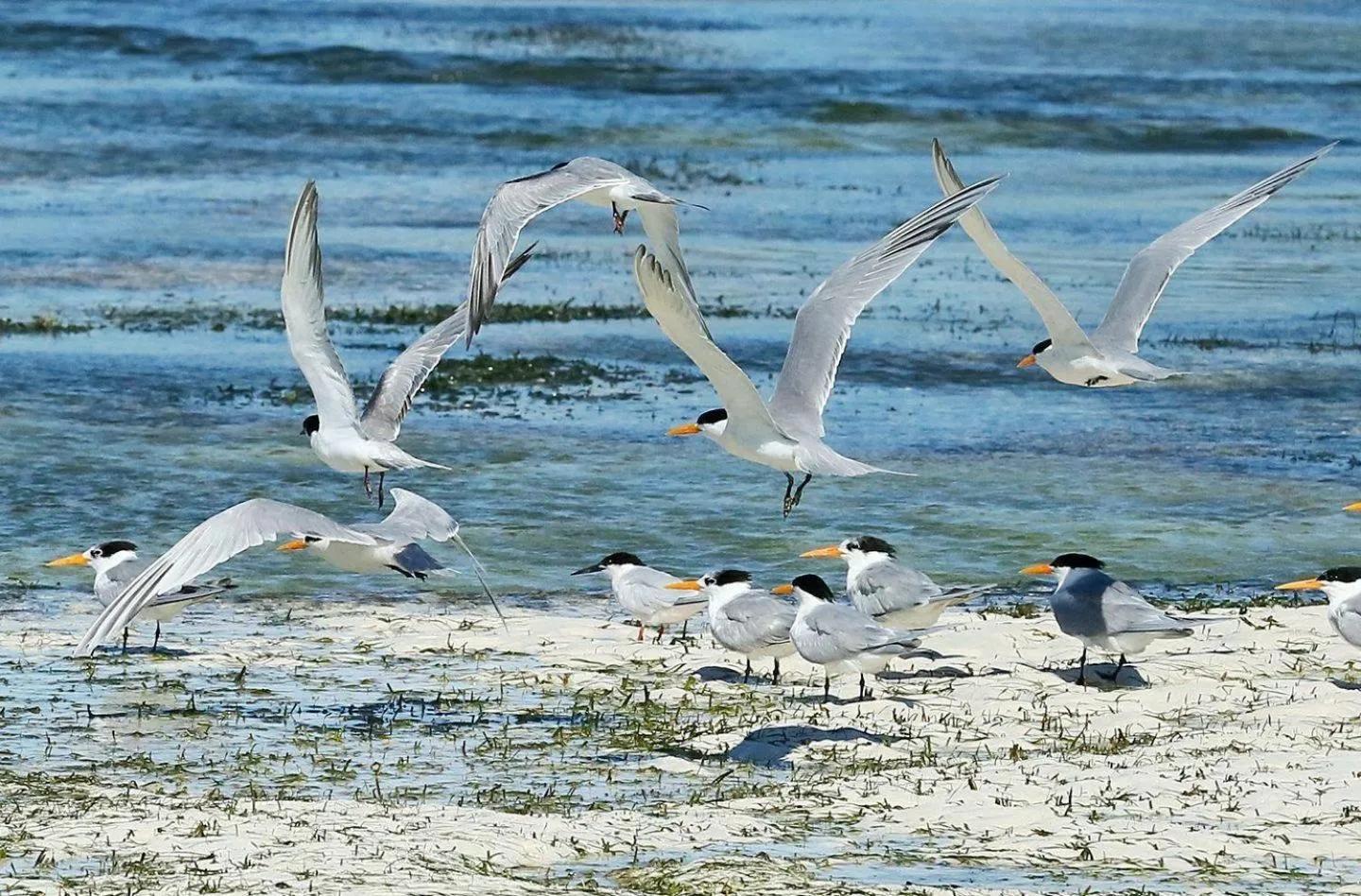 Animals in Rafiki Village