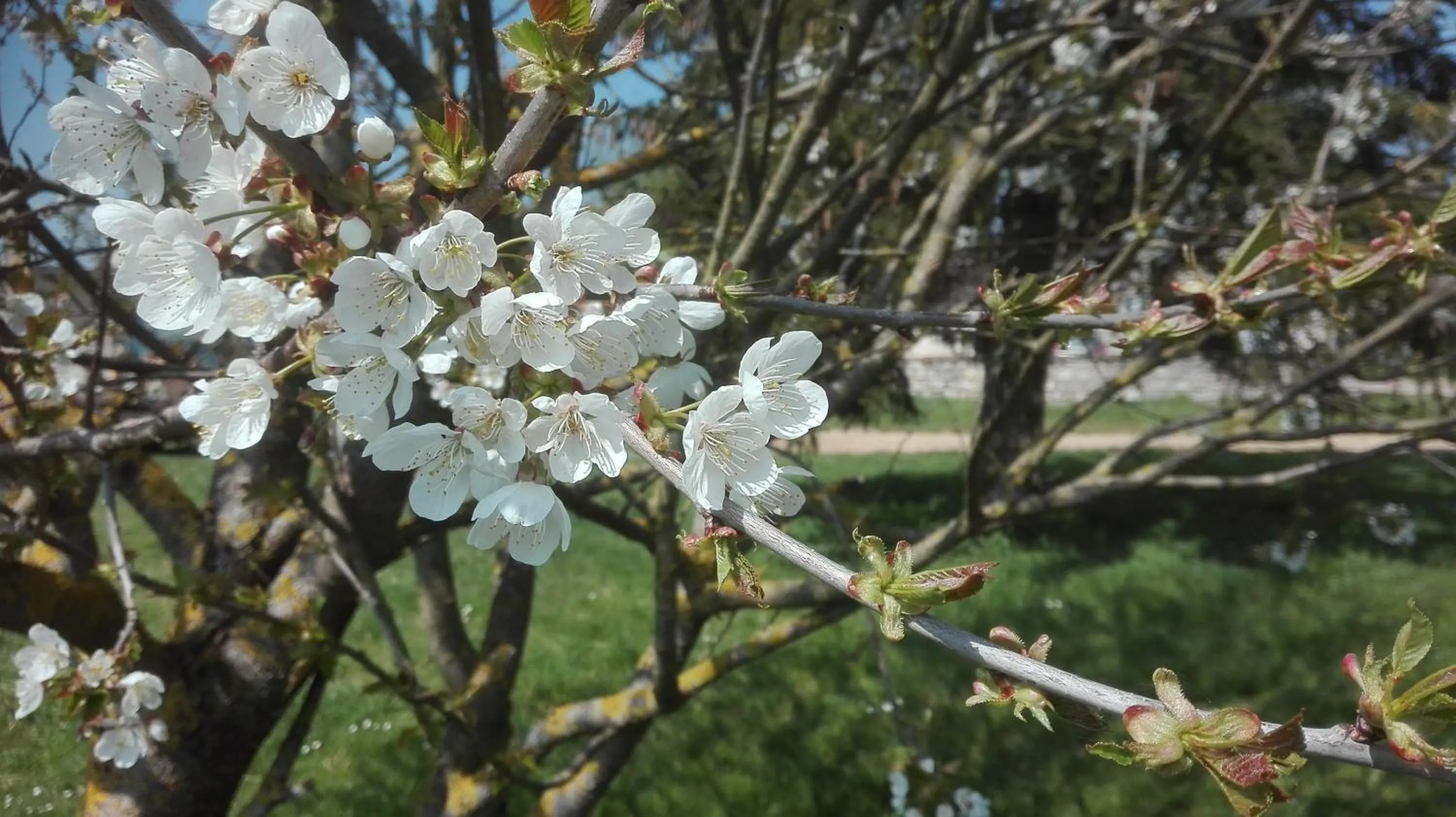 Property building in Ferme de Bellevue
