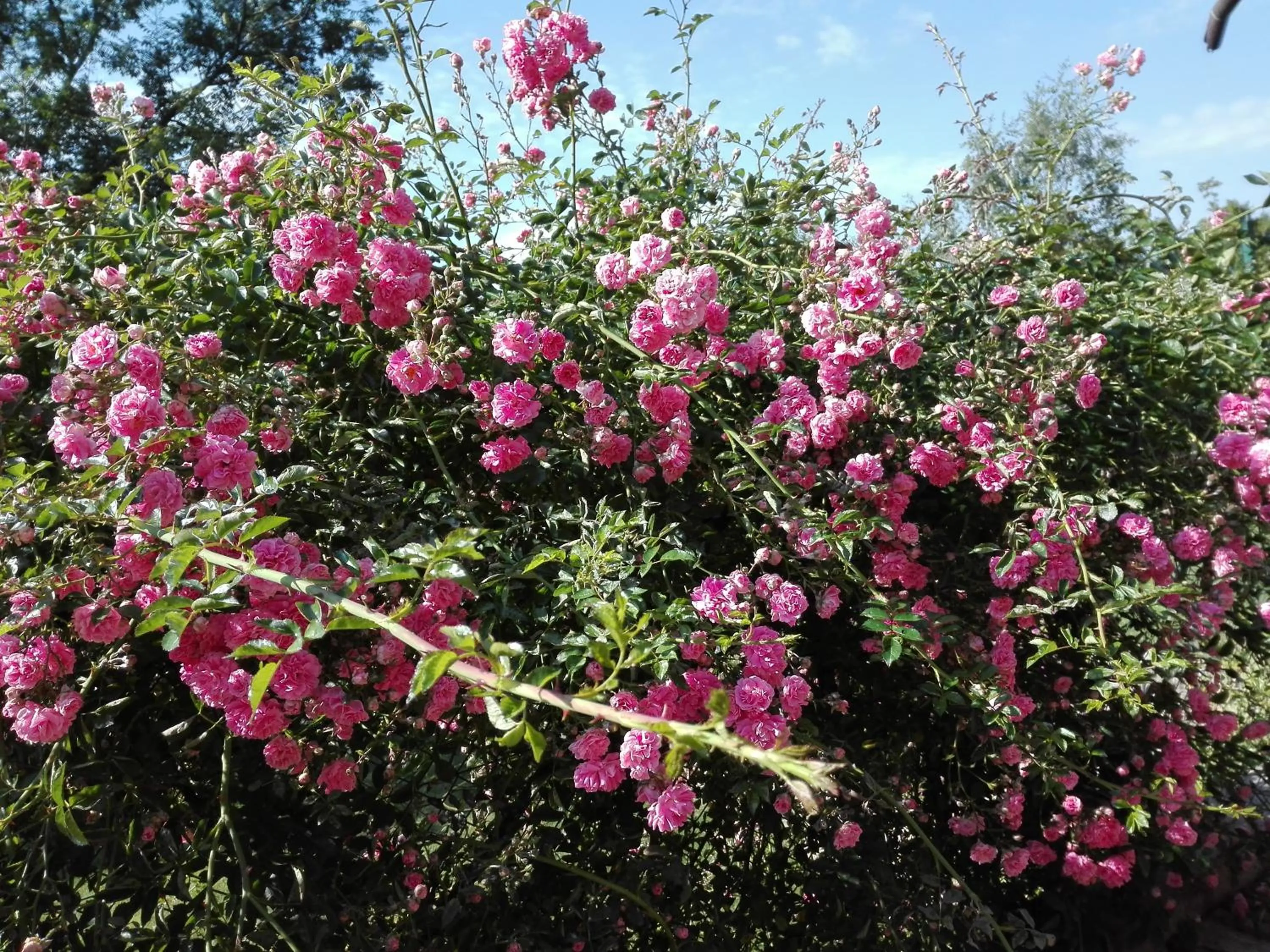 Garden in B&B Villa Claudia