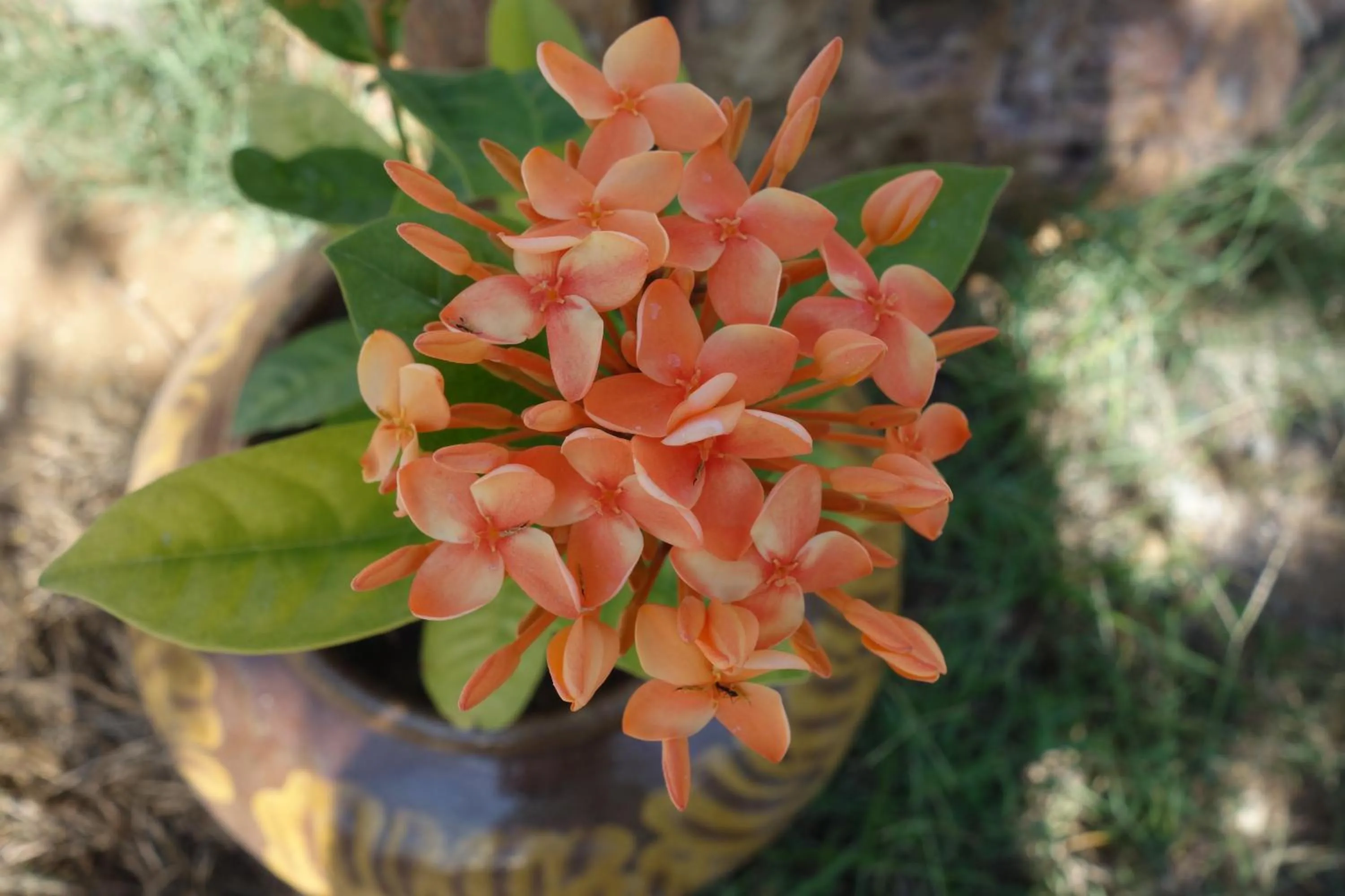 Garden in Lei Thar Gone Guest House