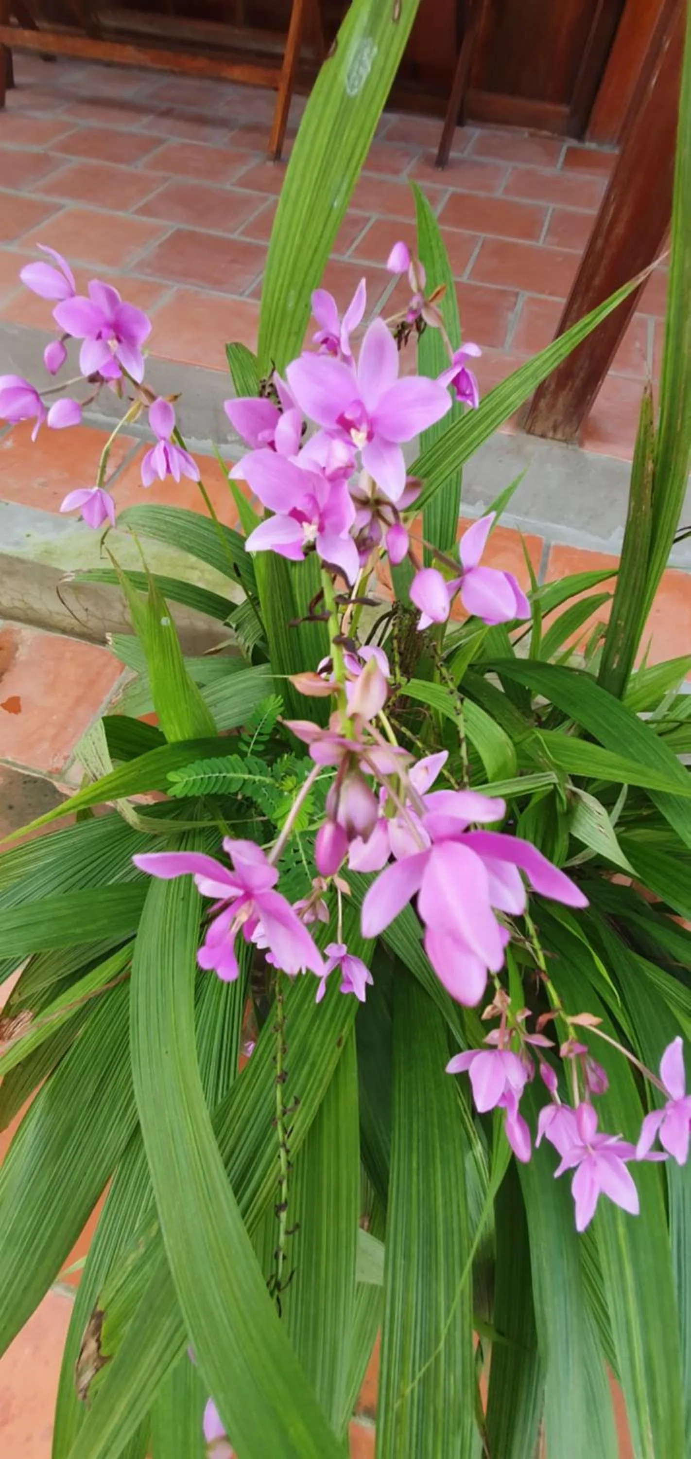 Garden in Ba Linh Homestay