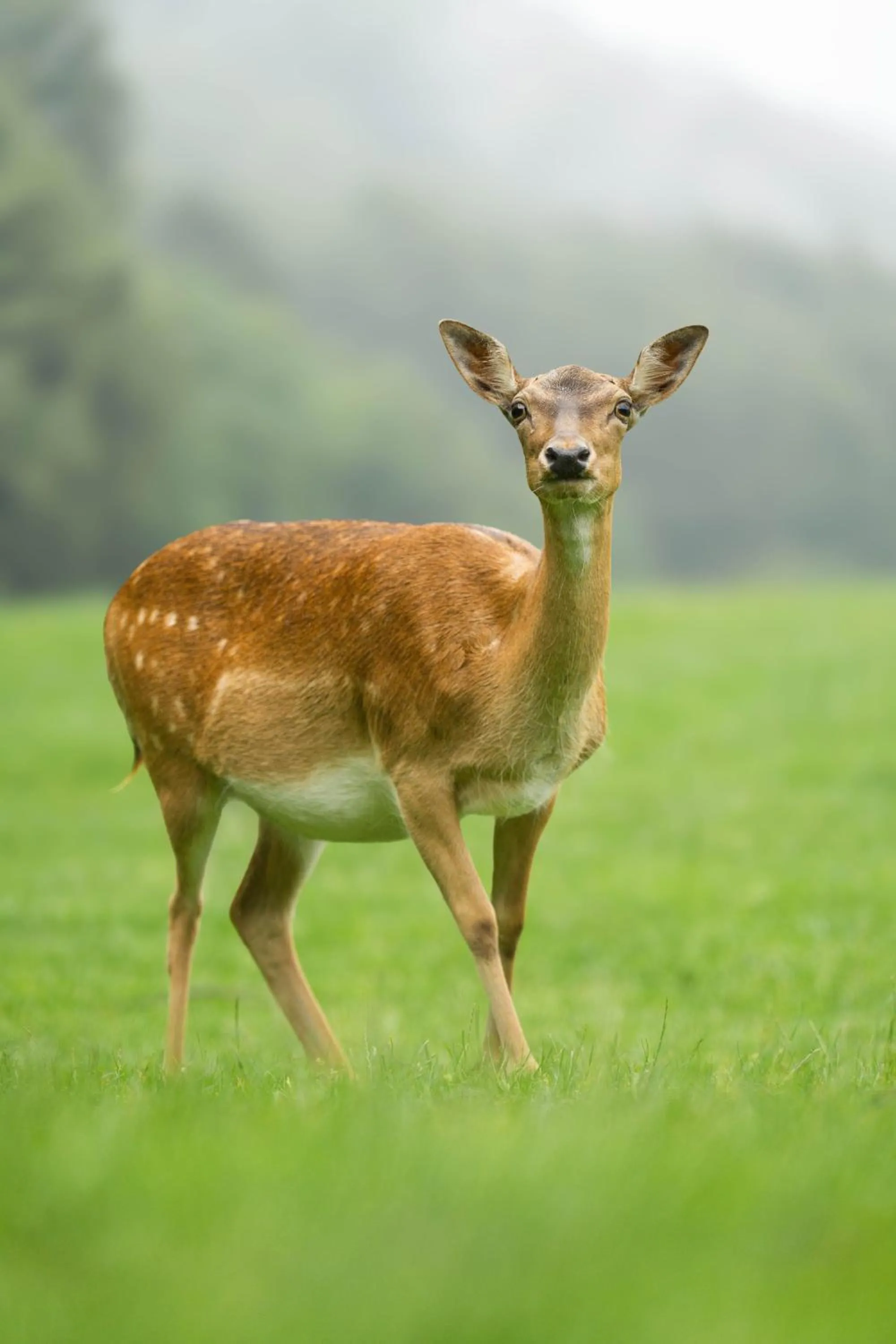 Guest House Pod Grebenom