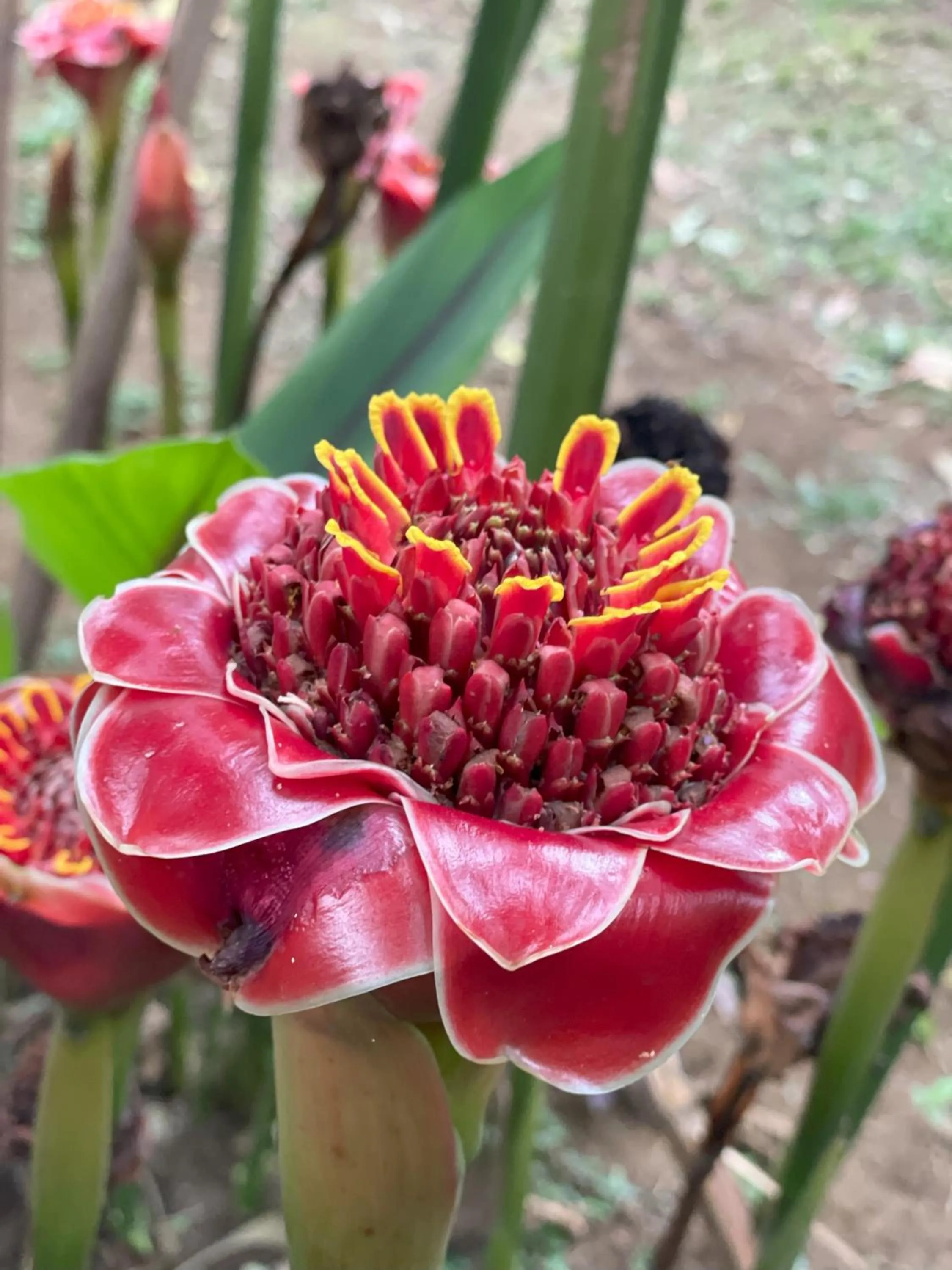 Garden in Kakao Lodge & Garden Río Celeste