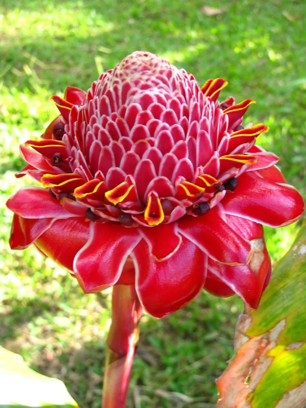 Garden in Kakao Lodge & Garden Río Celeste