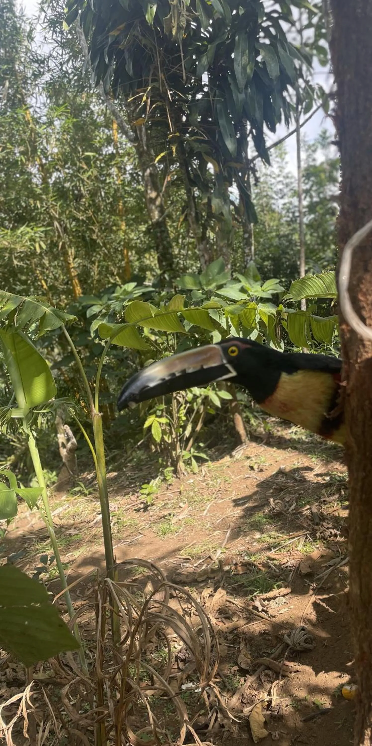 Garden in Kakao Lodge & Garden Río Celeste