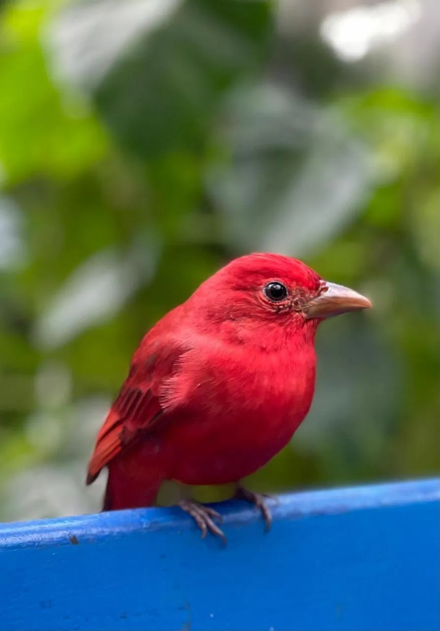 Garden in Kakao Lodge & Garden Río Celeste