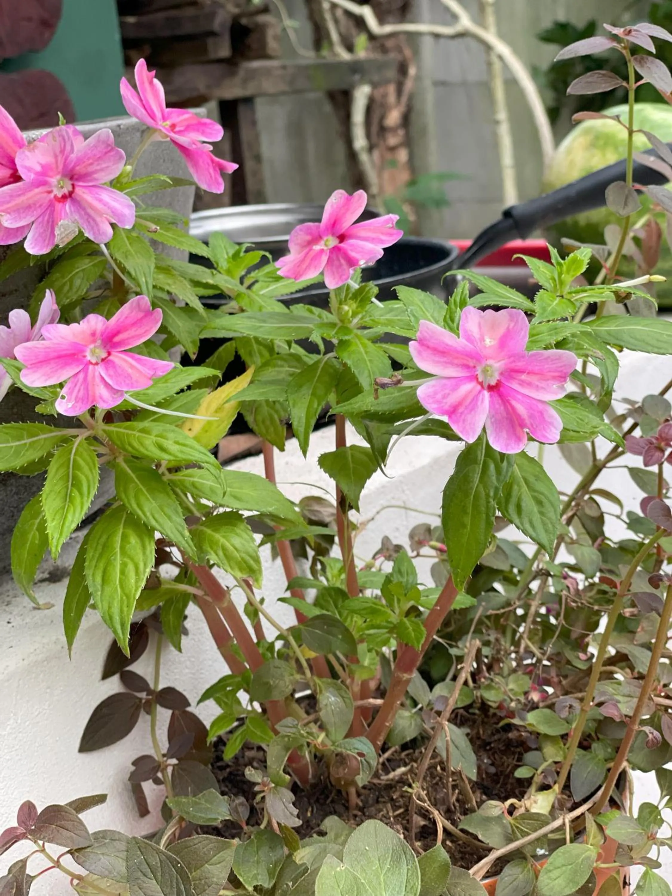 Garden in Kakao Lodge & Garden Río Celeste