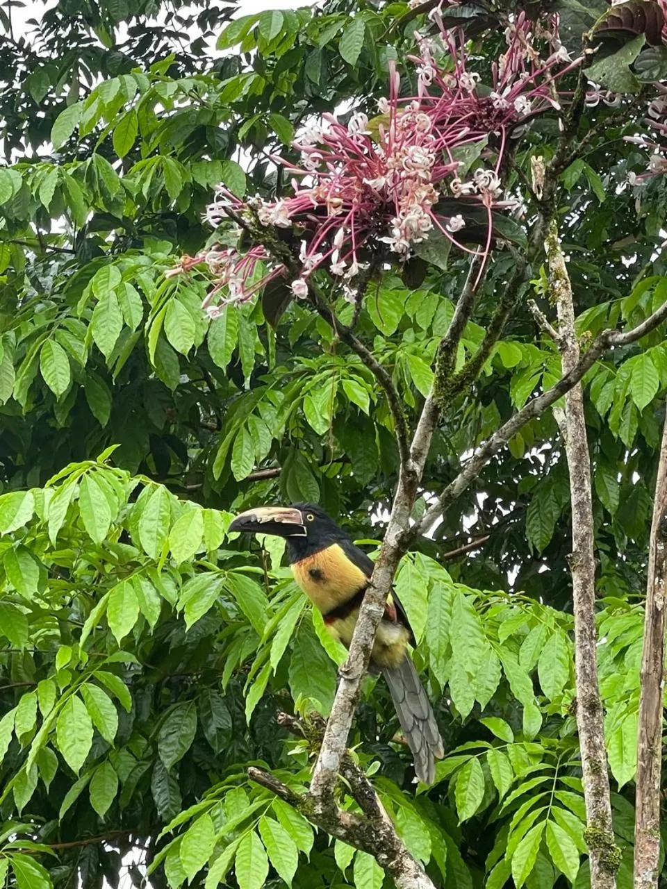 Garden in Kakao Lodge & Garden Río Celeste