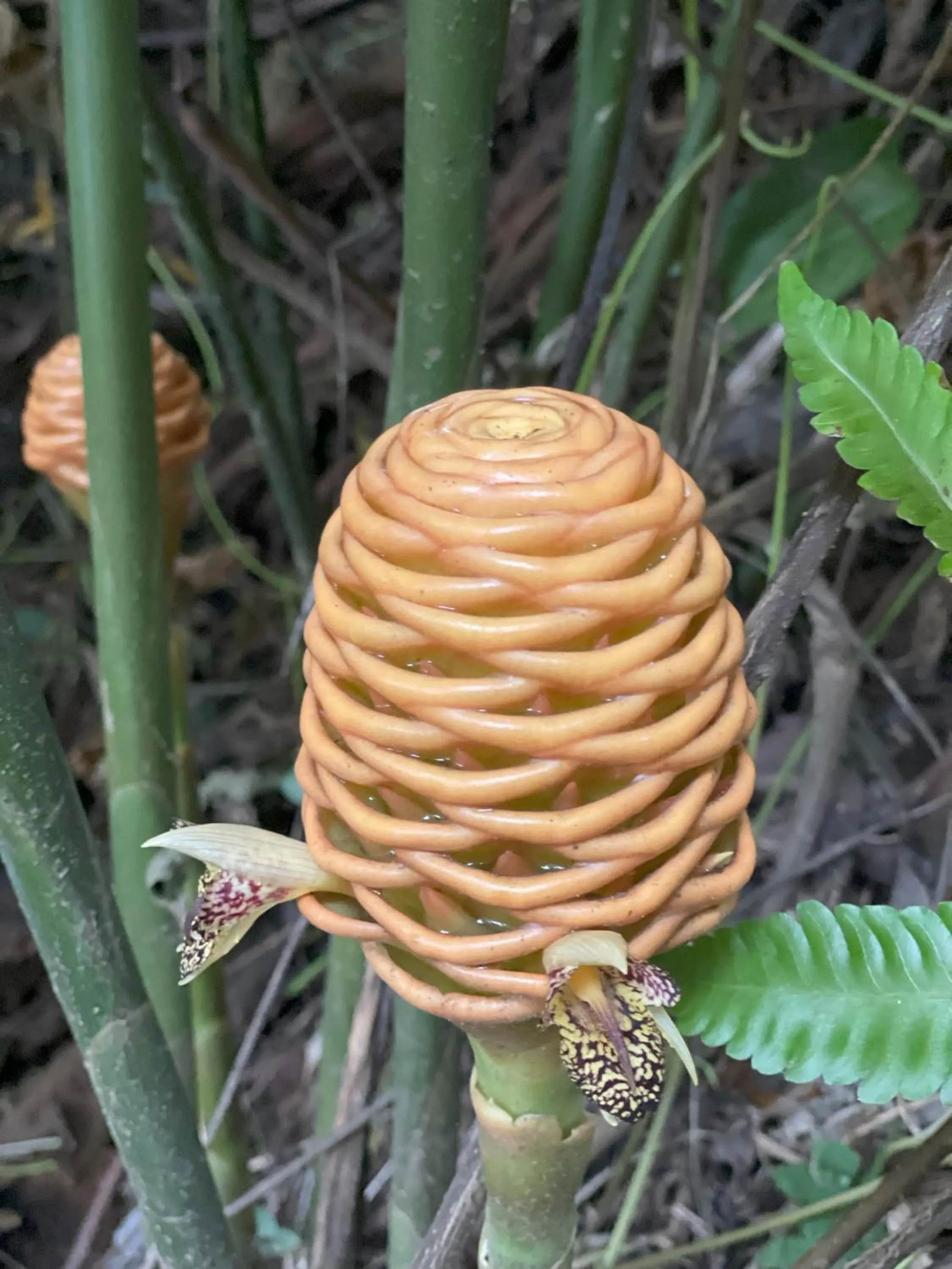 Garden in Kakao Lodge & Garden Río Celeste