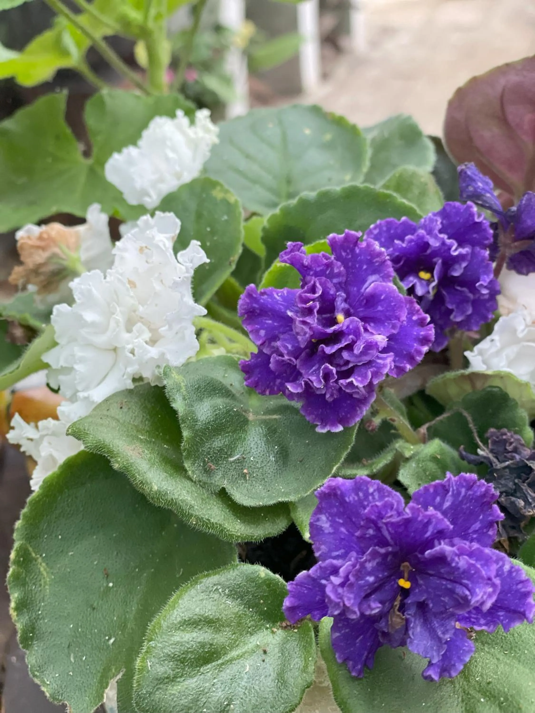 Garden in Kakao Lodge & Garden Río Celeste