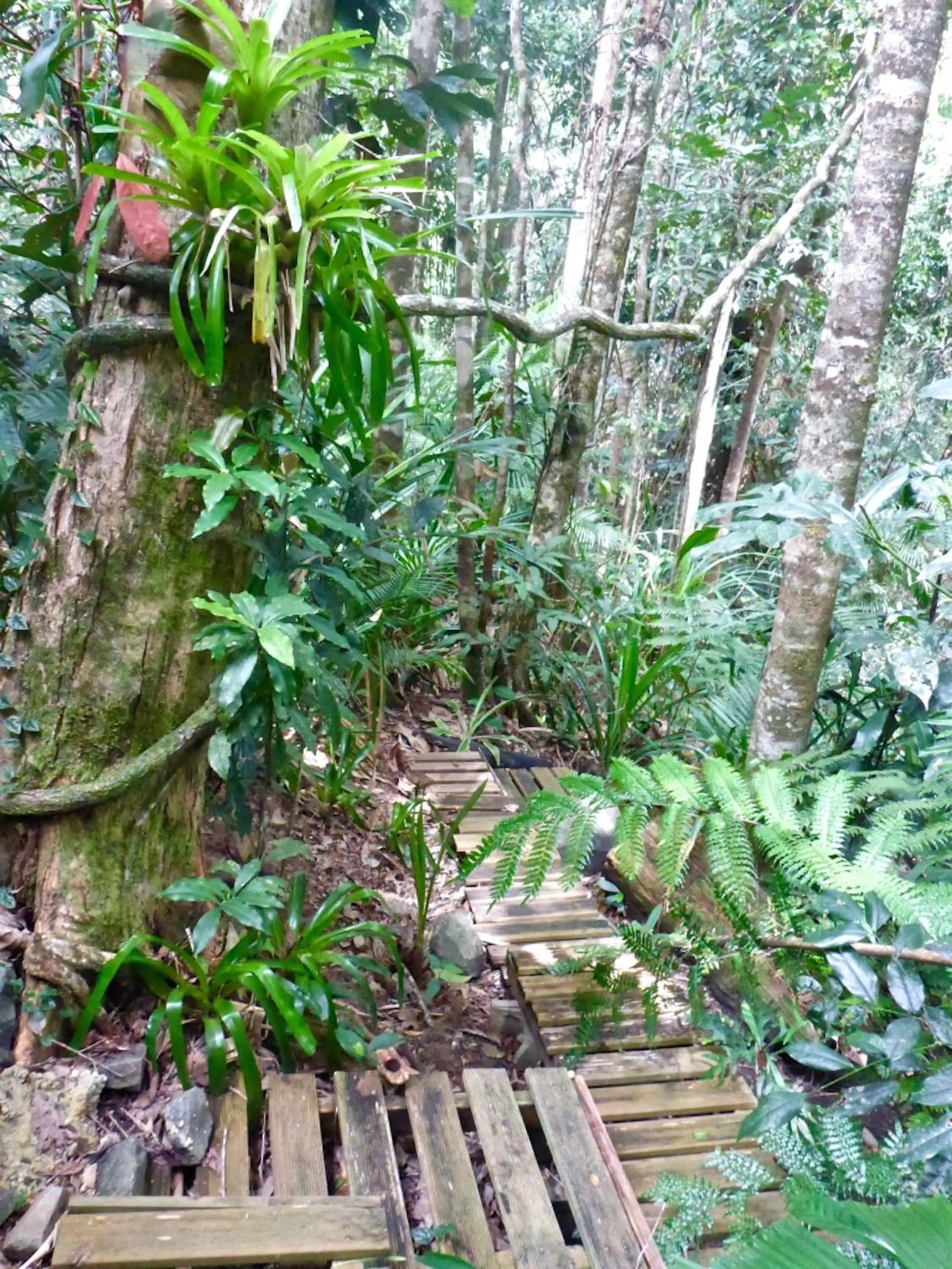 Garden in Kuranda Ngorongoro Lodge