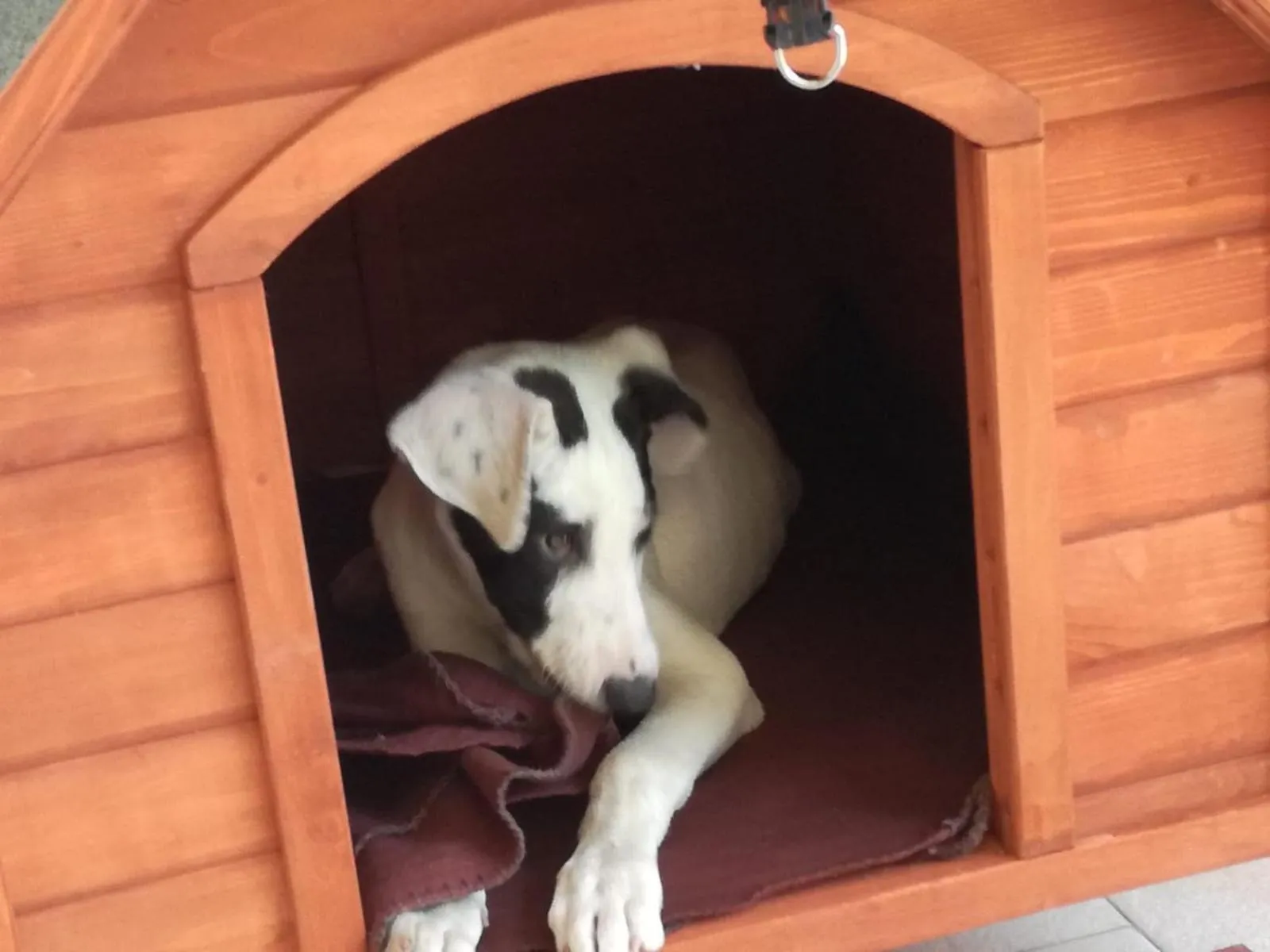 Pets in Casa Tellina lungomare scogliera