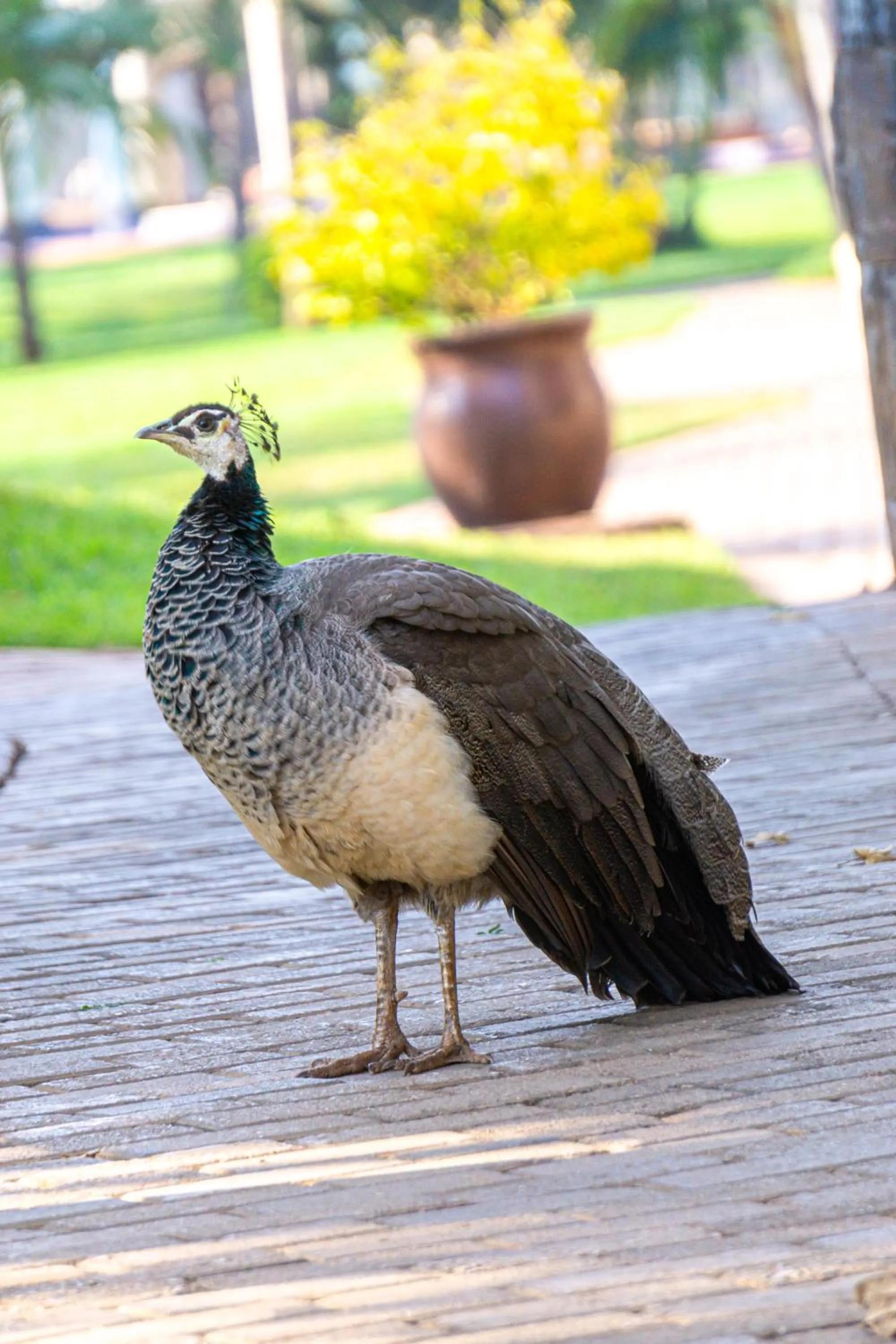 Animals in Twangale Resort & Spa