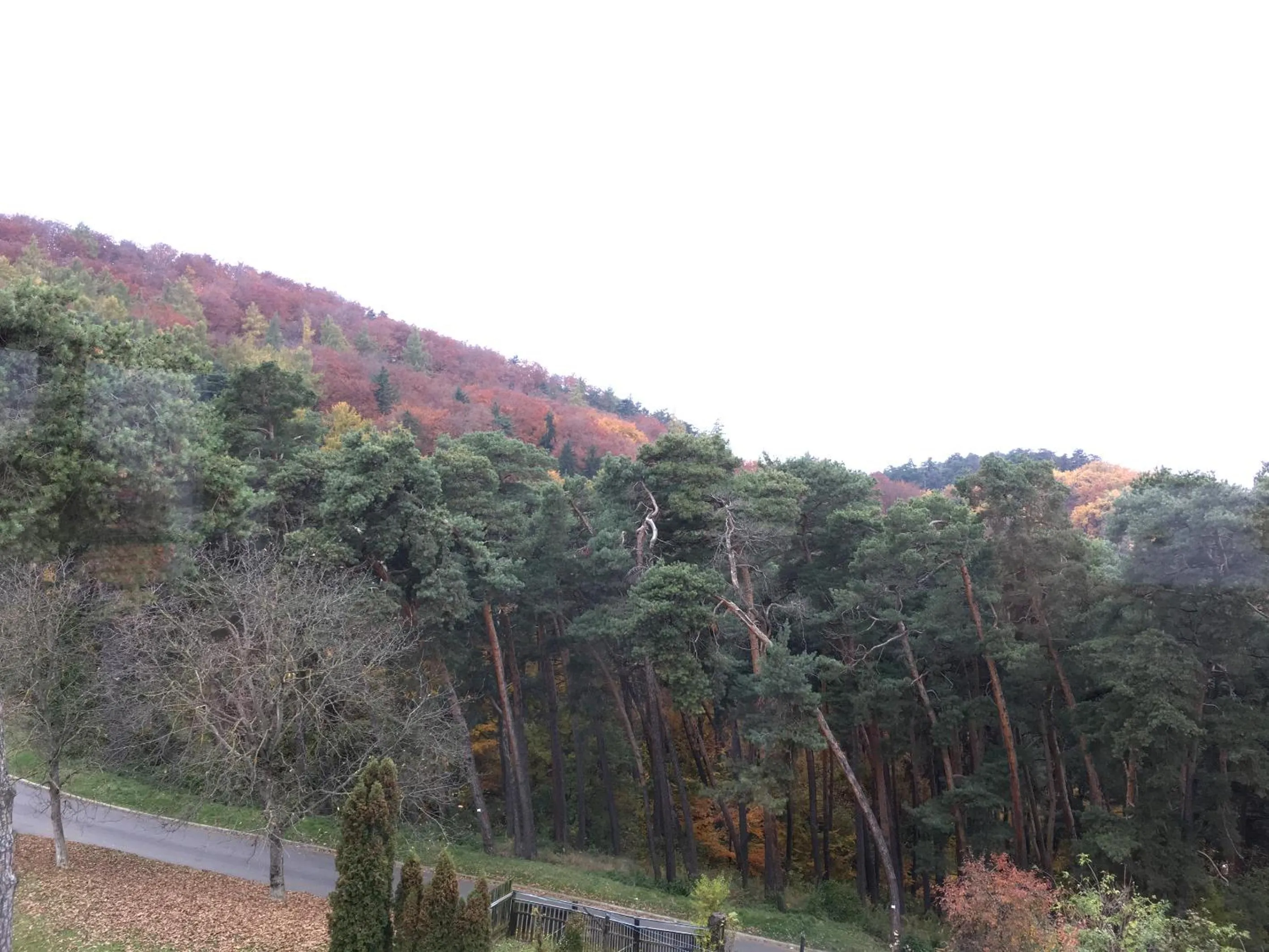 Mountain view in The Pines Boutique Villa