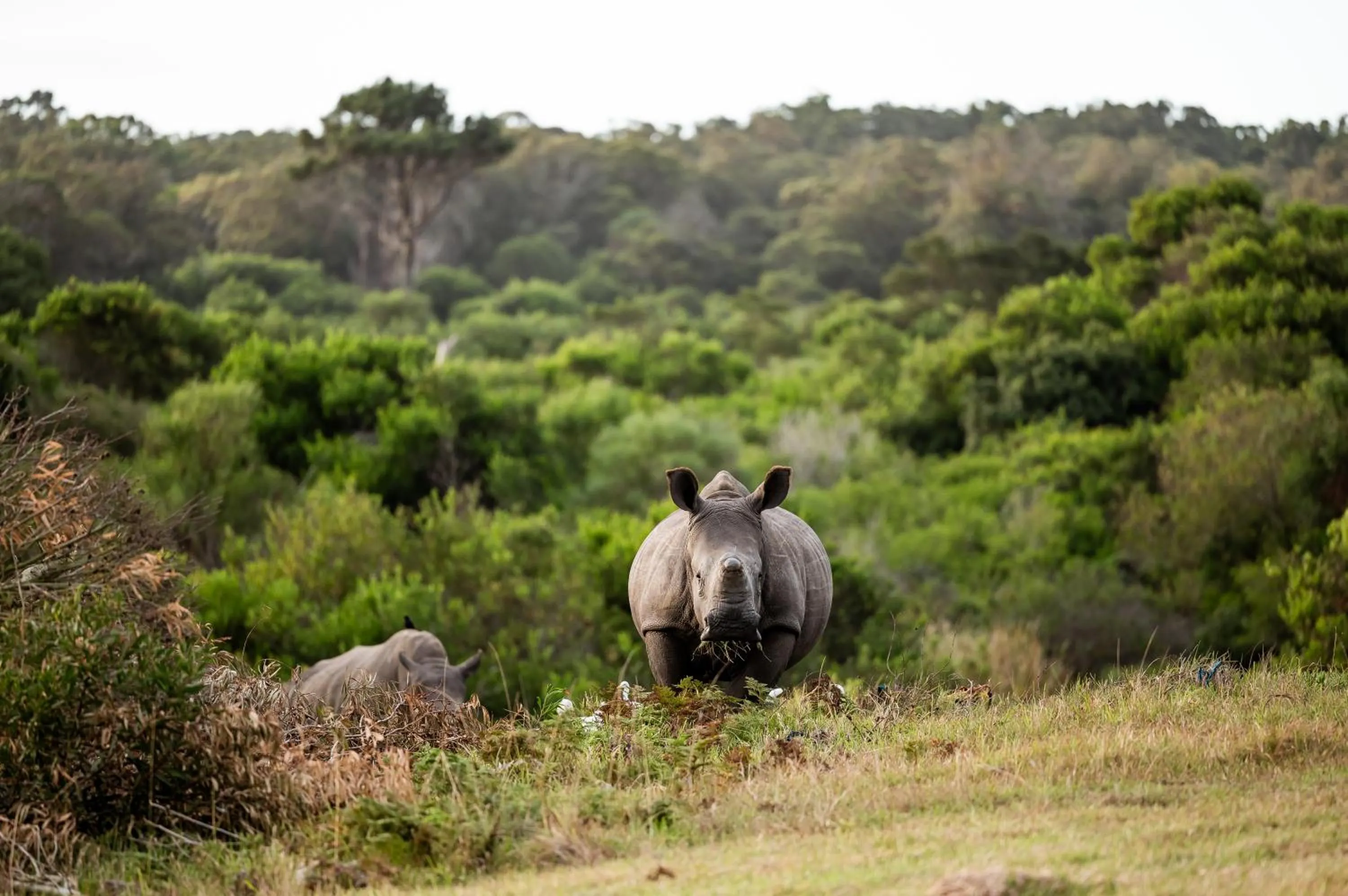 View (from property/room) in Kragga Kamma Game Park