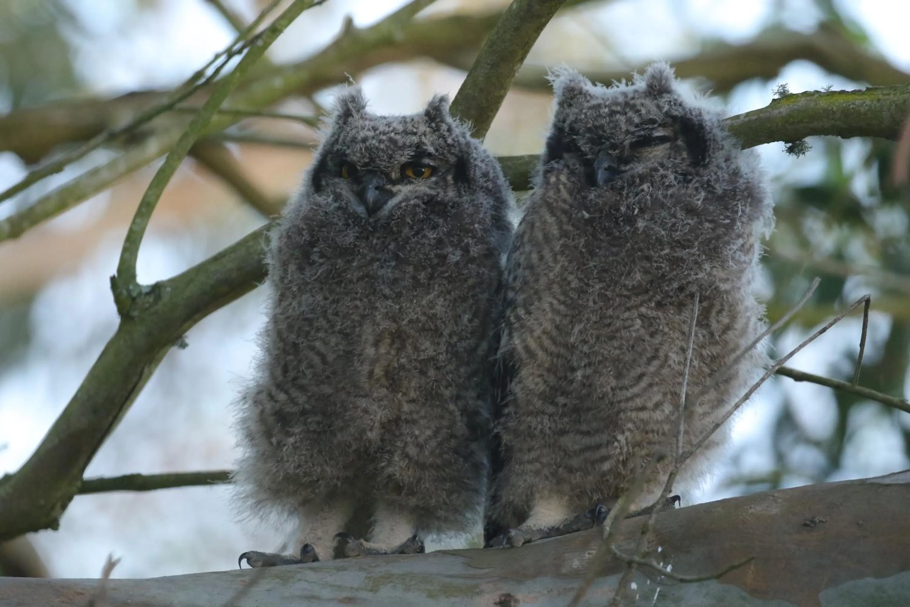 Animals in Kragga Kamma Game Park