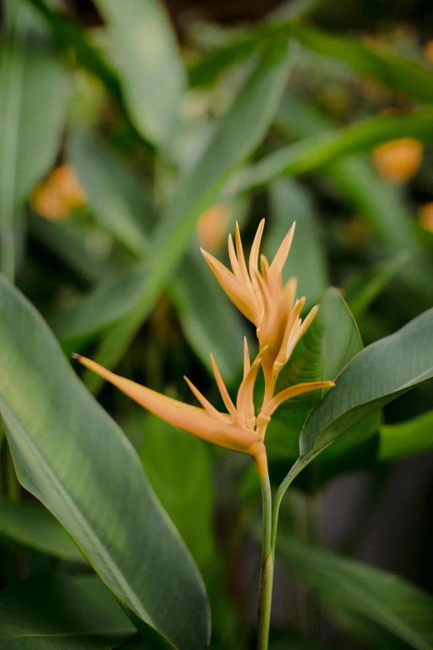 Garden in Hotel Boutique Lagarta Lodge