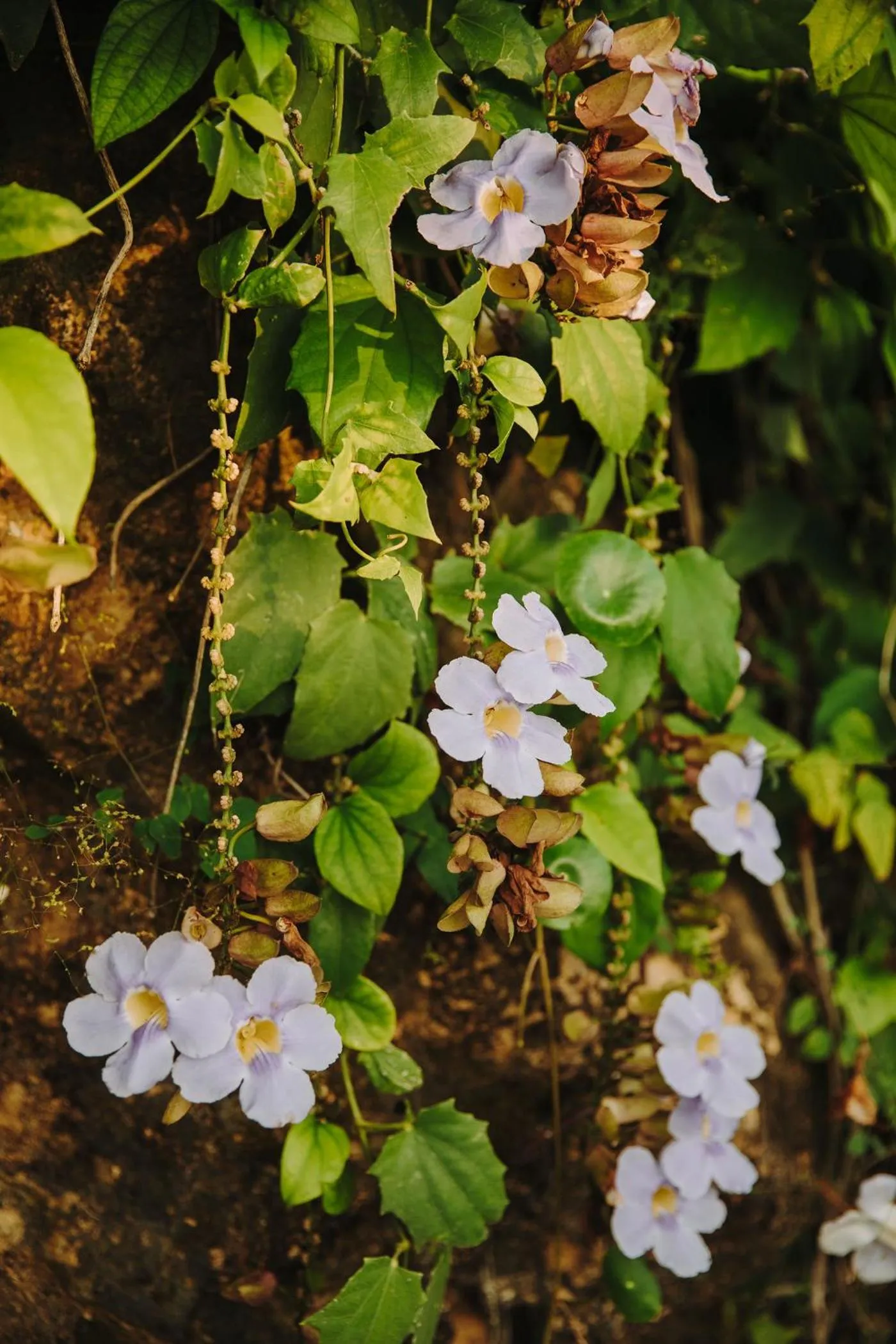 Garden in Hotel Boutique Lagarta Lodge