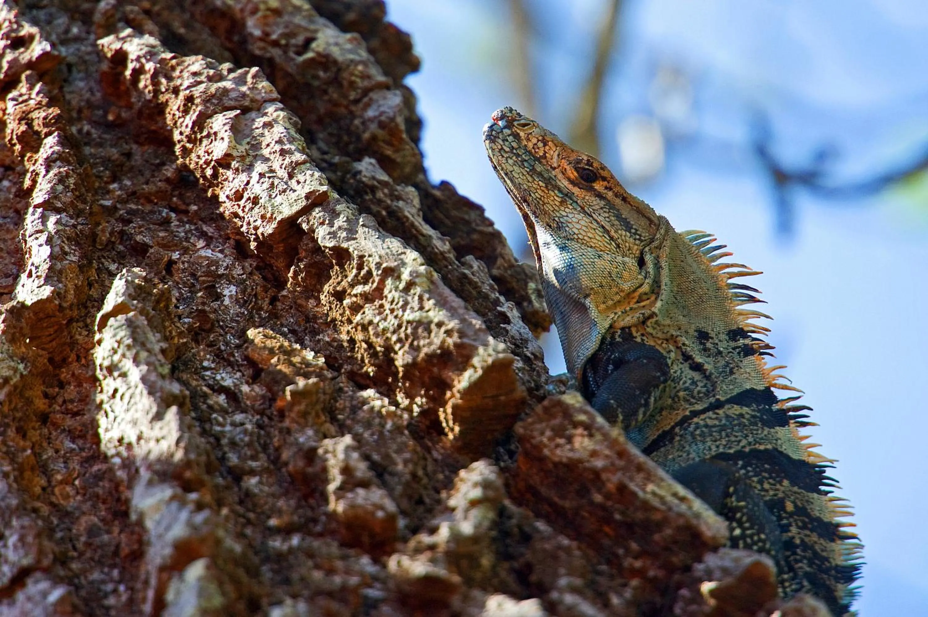 Nearby landmark in Hotel Boutique Lagarta Lodge