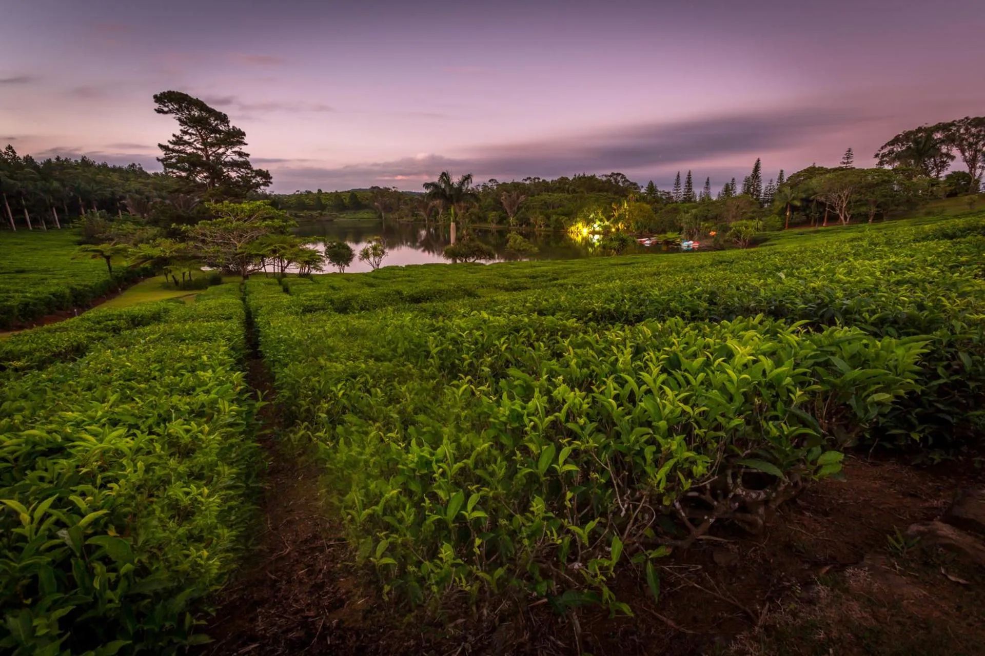 Garden in Bubble Lodge Bois Chéri Plantation