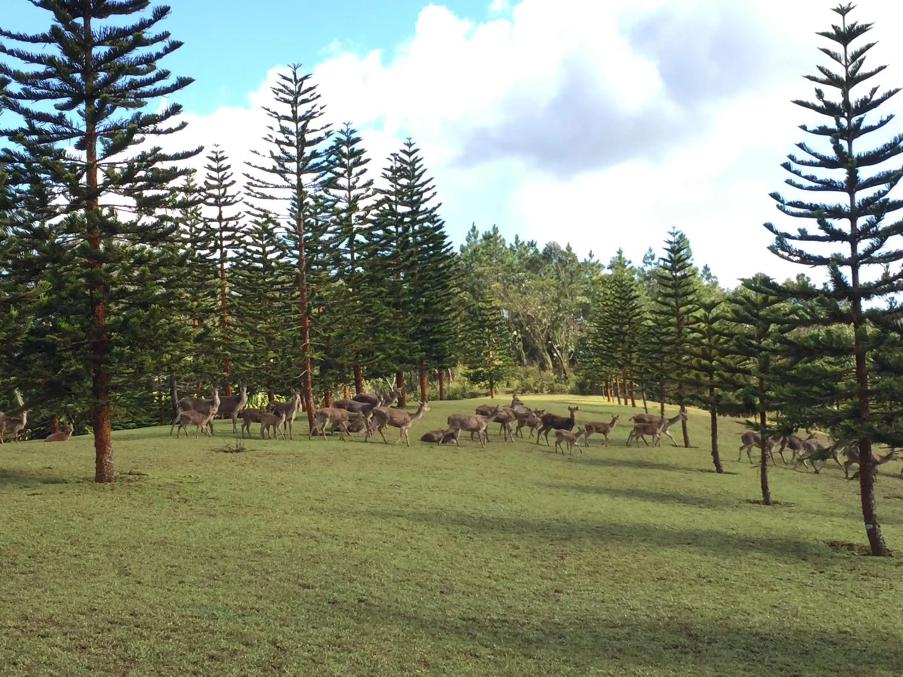 Garden in Bubble Lodge Bois Chéri Plantation