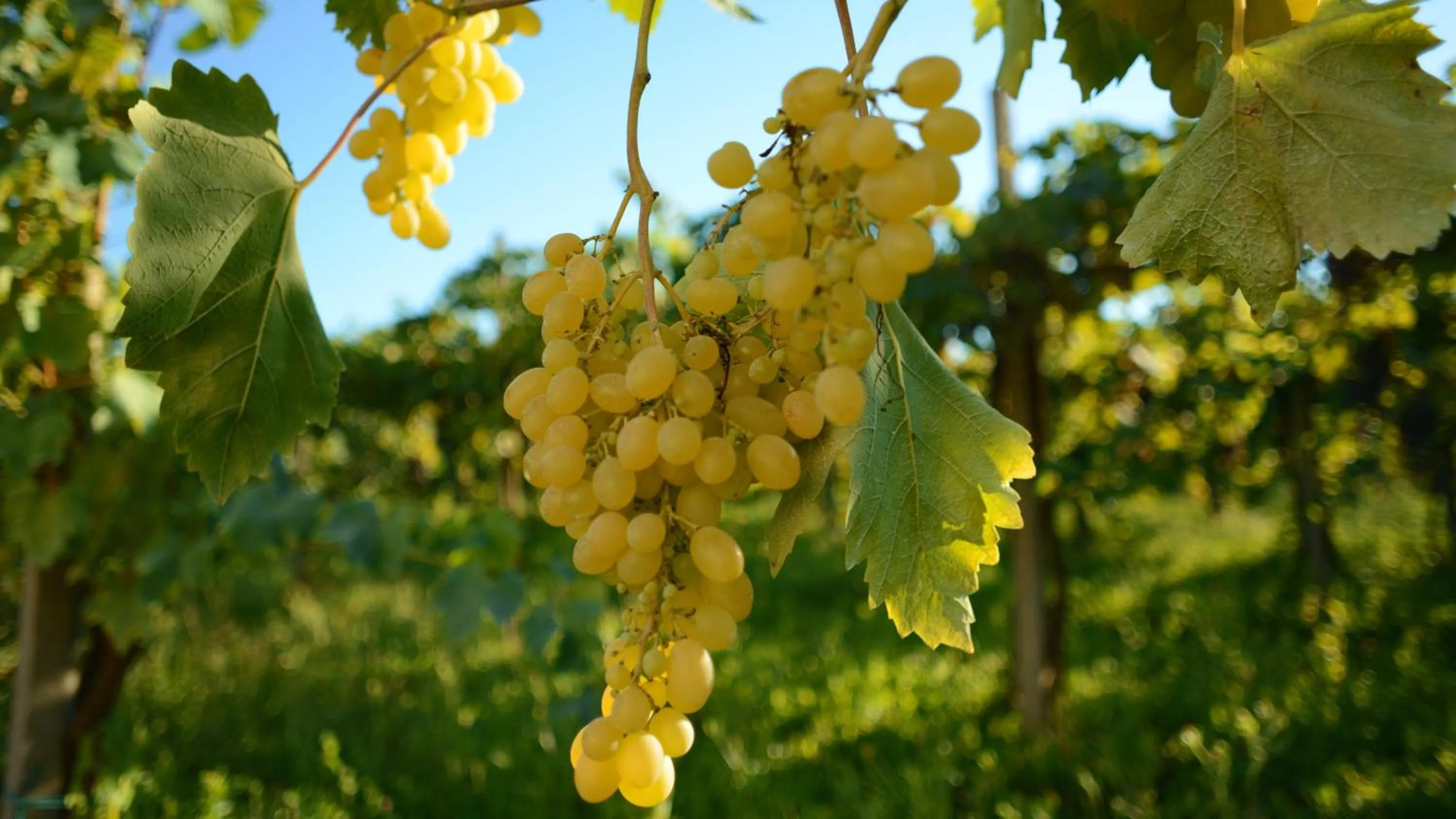 Other in Agriturismo Dartora