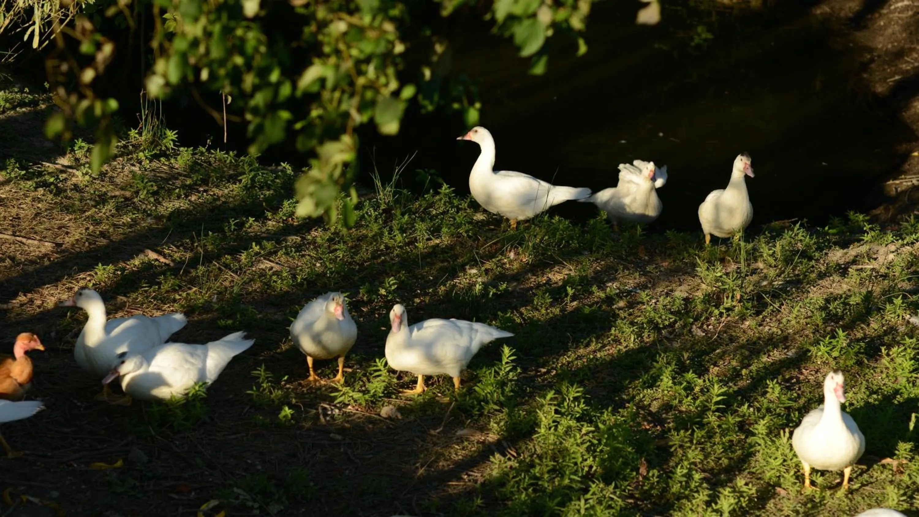 Animals in Agriturismo Dartora