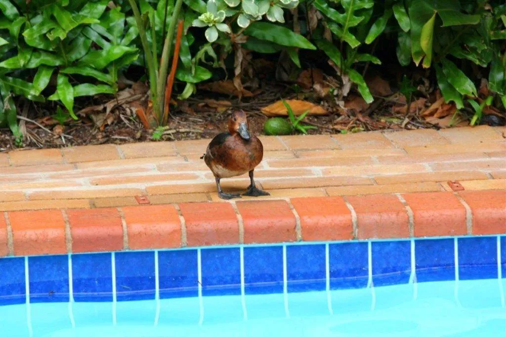 Swimming pool in Hunters B&B