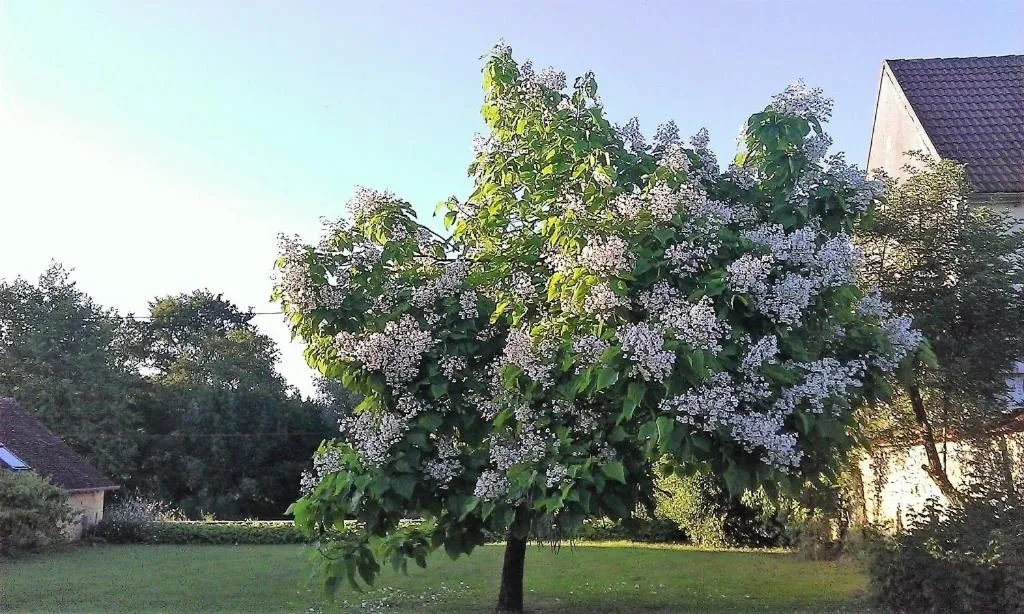Garden in La Cuvellerie