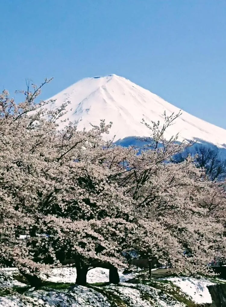 La Vista Fujikawaguchiko