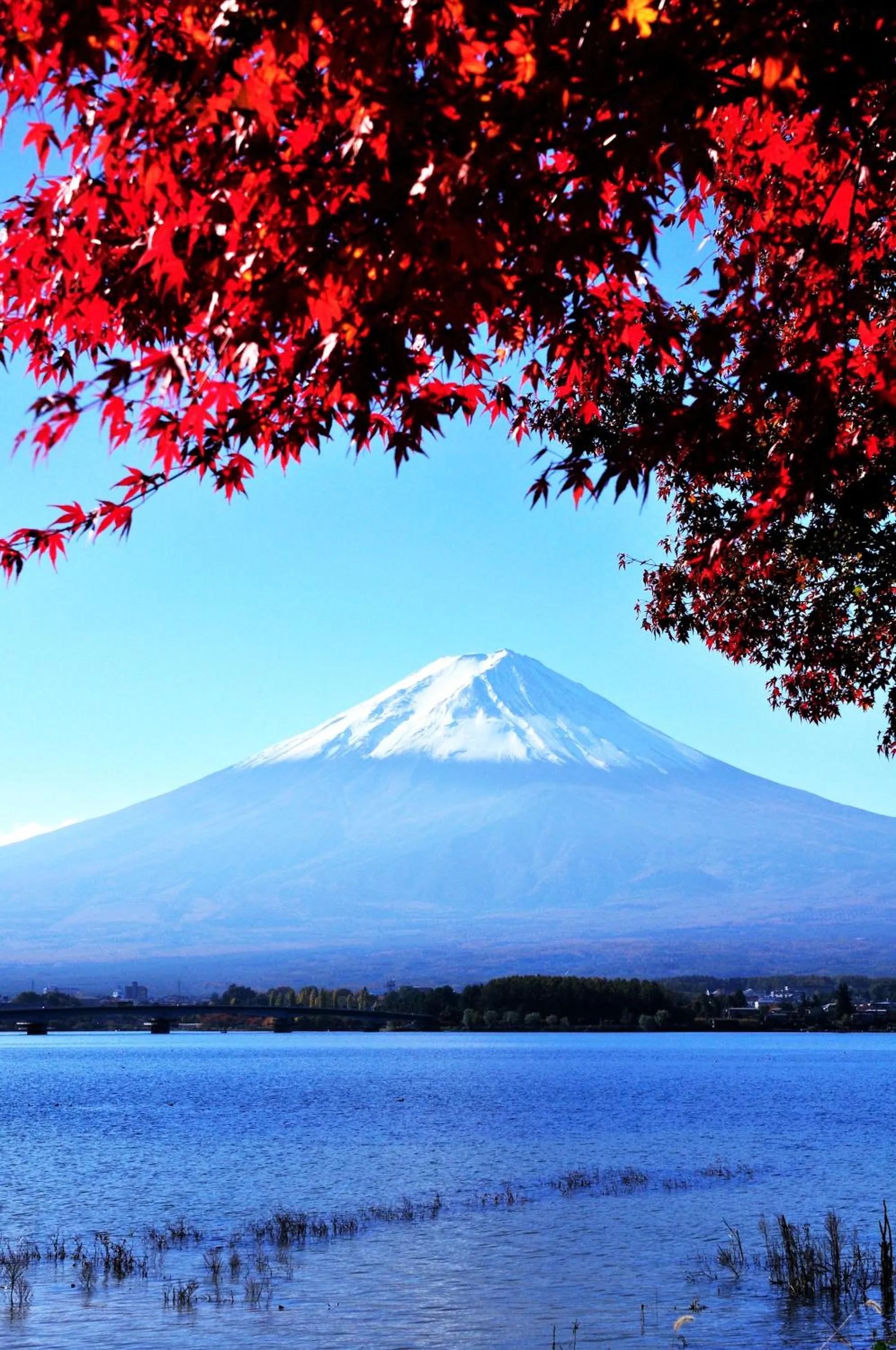 View (from property/room) in La Vista Fujikawaguchiko