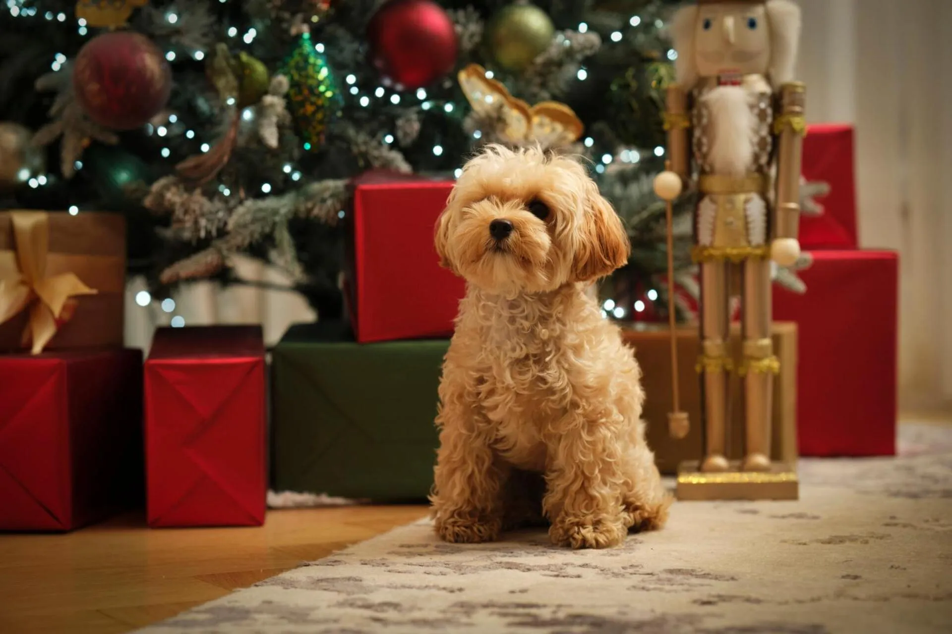 pet friendly in Four Seasons Hotel London at Tower Bridge