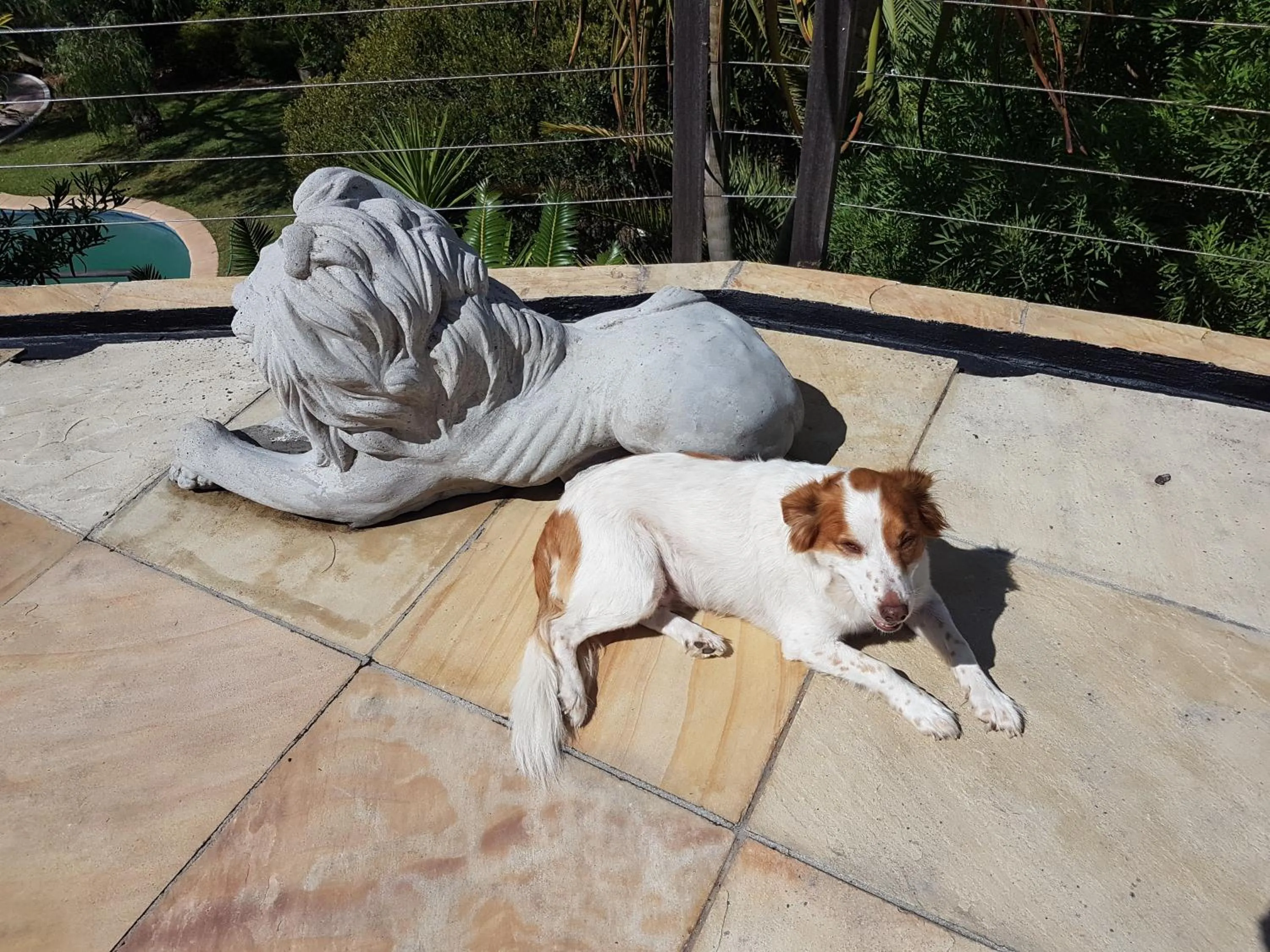 Pets in Victorskloof Lodge