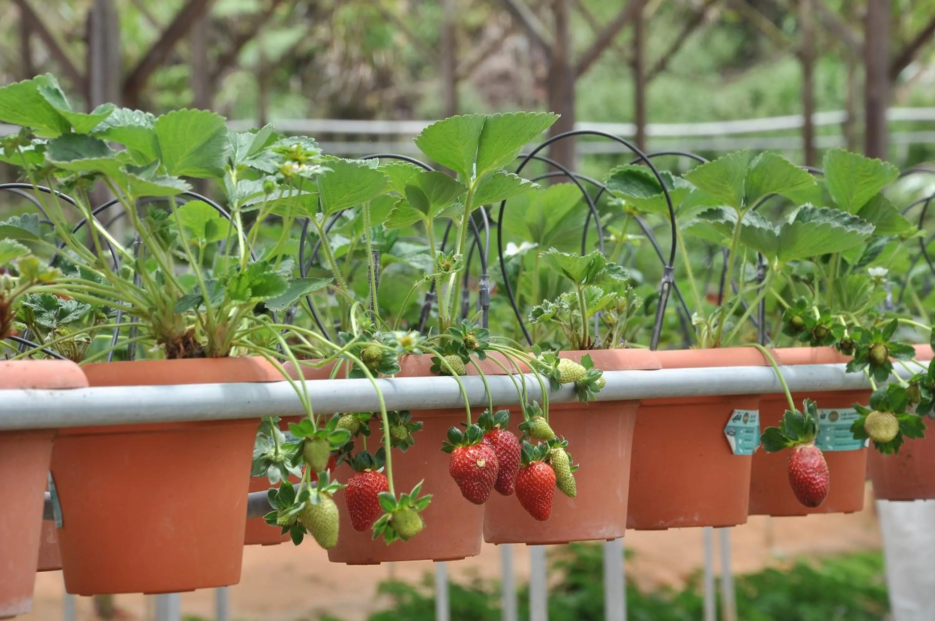 Property building in Orchid Haven