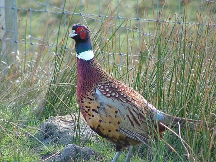 Animals in Baudins Accommodation