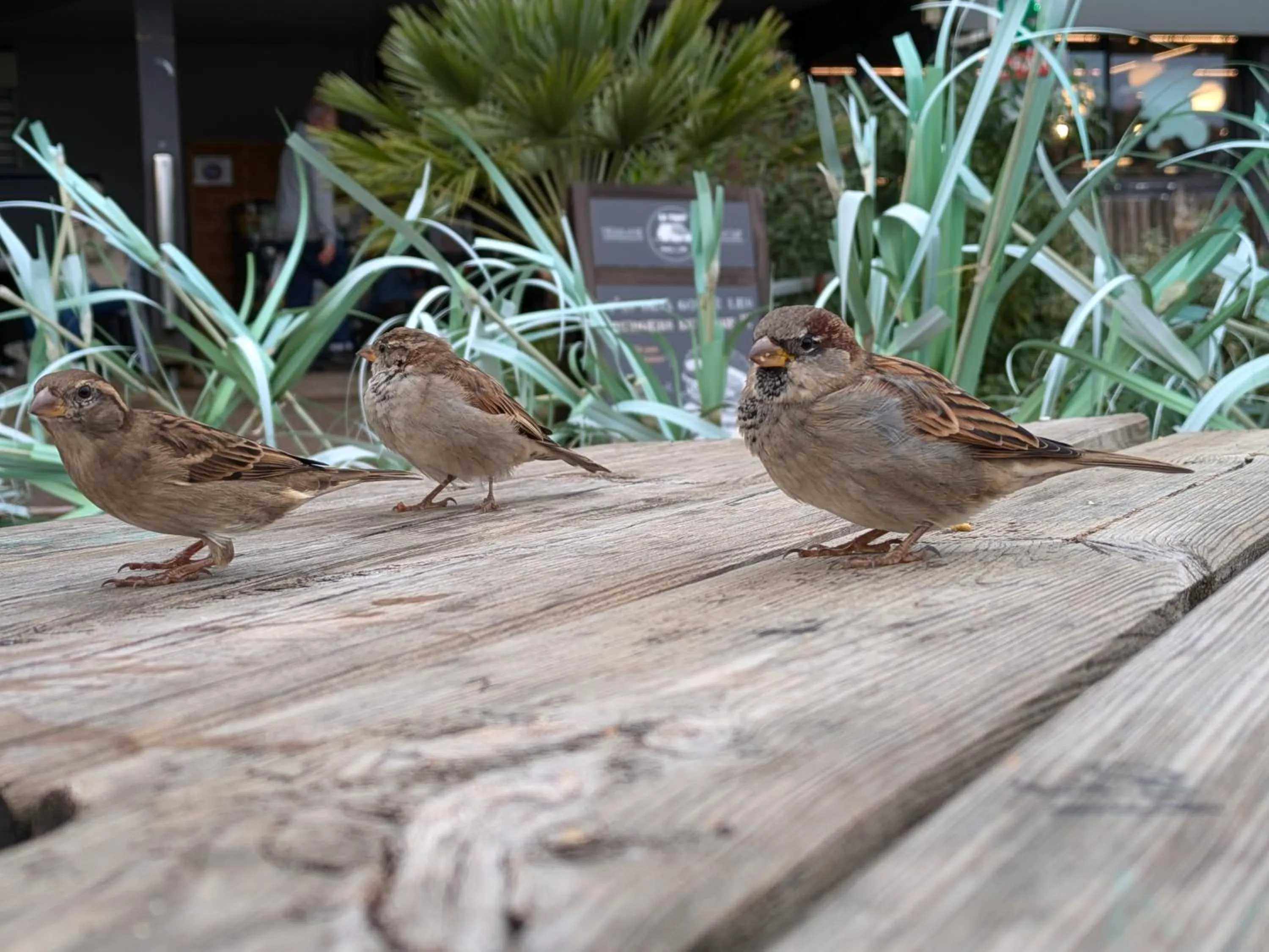 Animals in Résidence Mes Amours d'Enfants - Les Villas du Lac