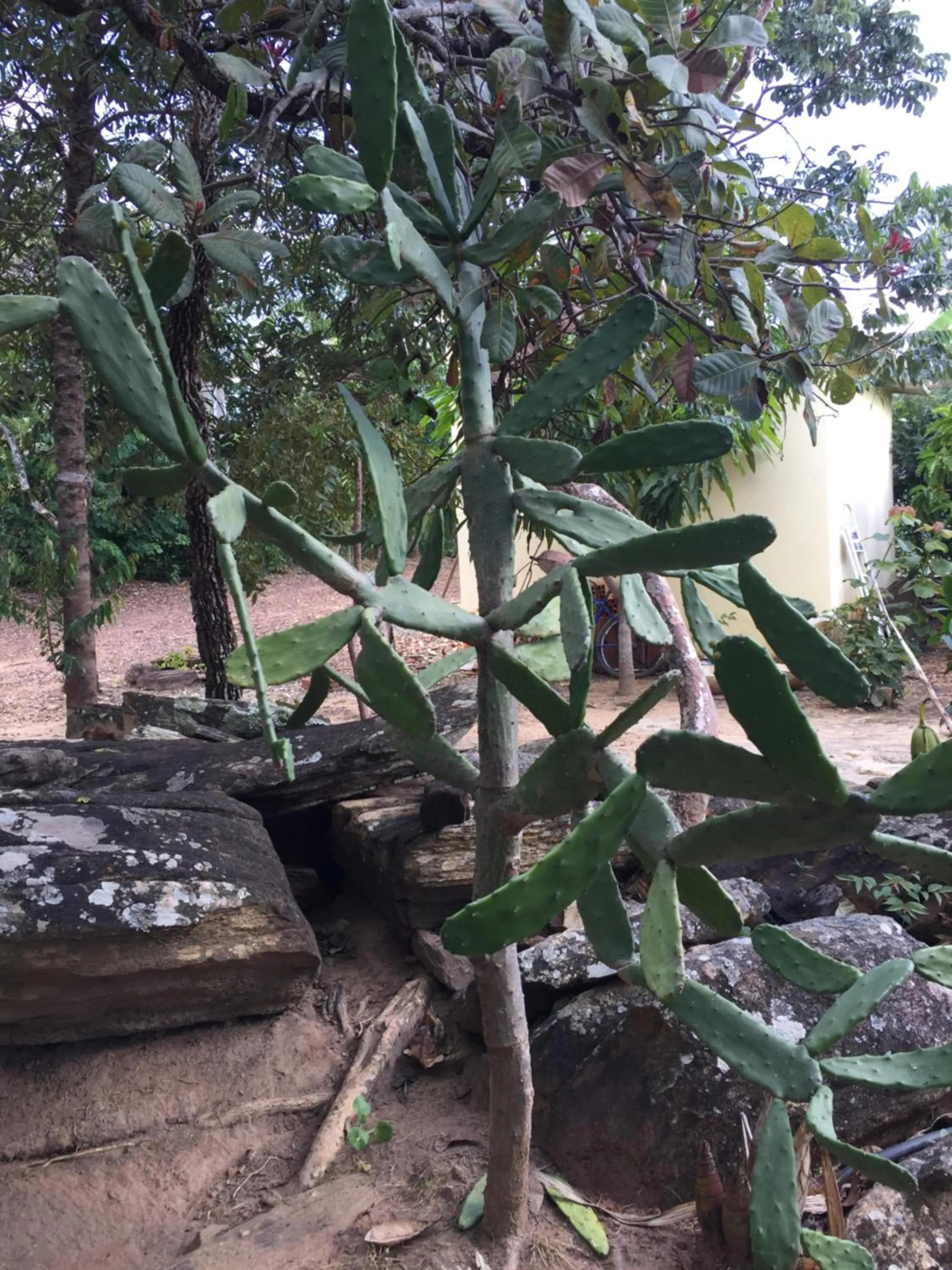 Garden view in Pousada Recanto das Pedras São Leopoldo
