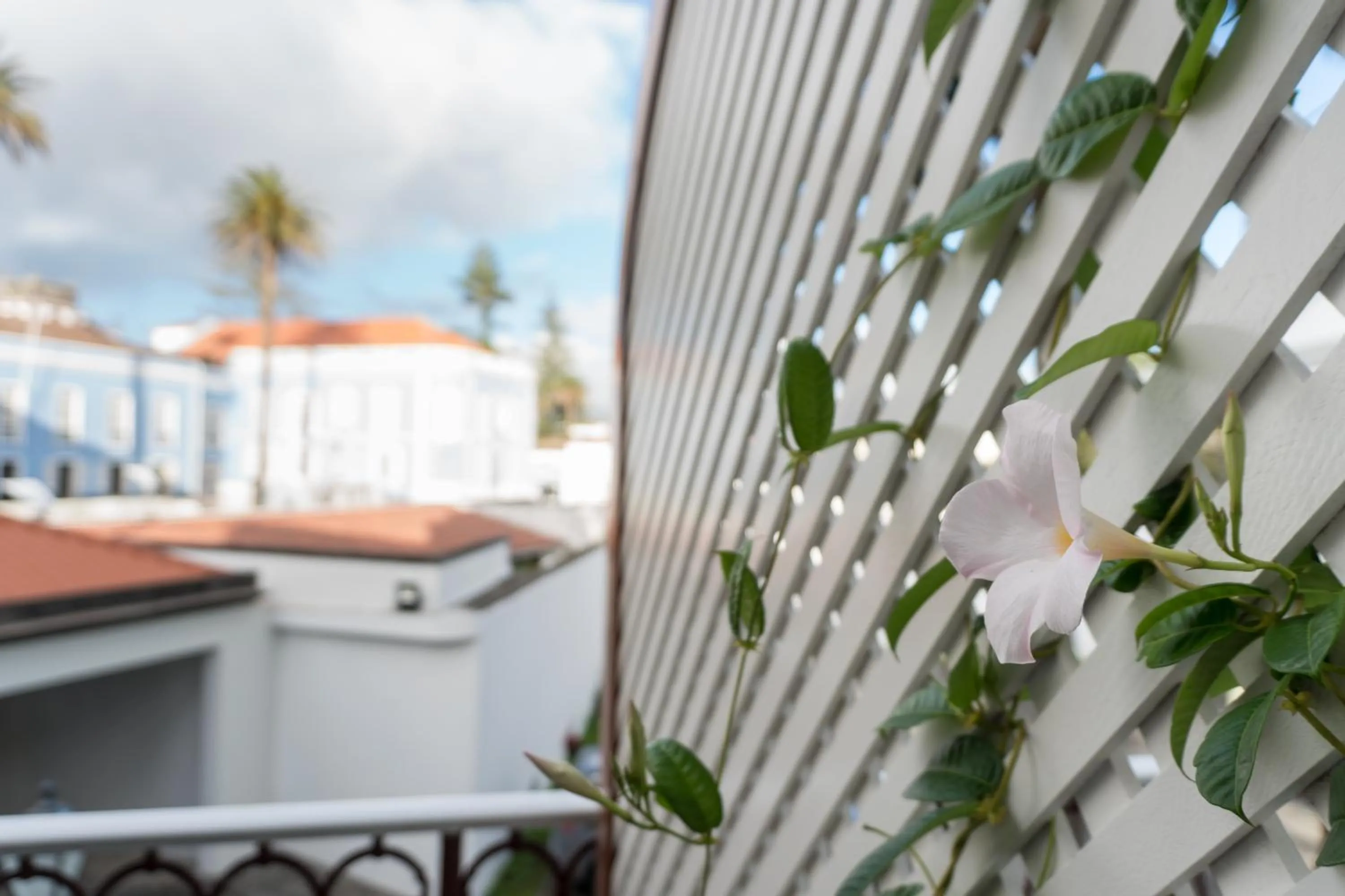 Property building in Casa das Palmeiras Charming House - Azores 1901